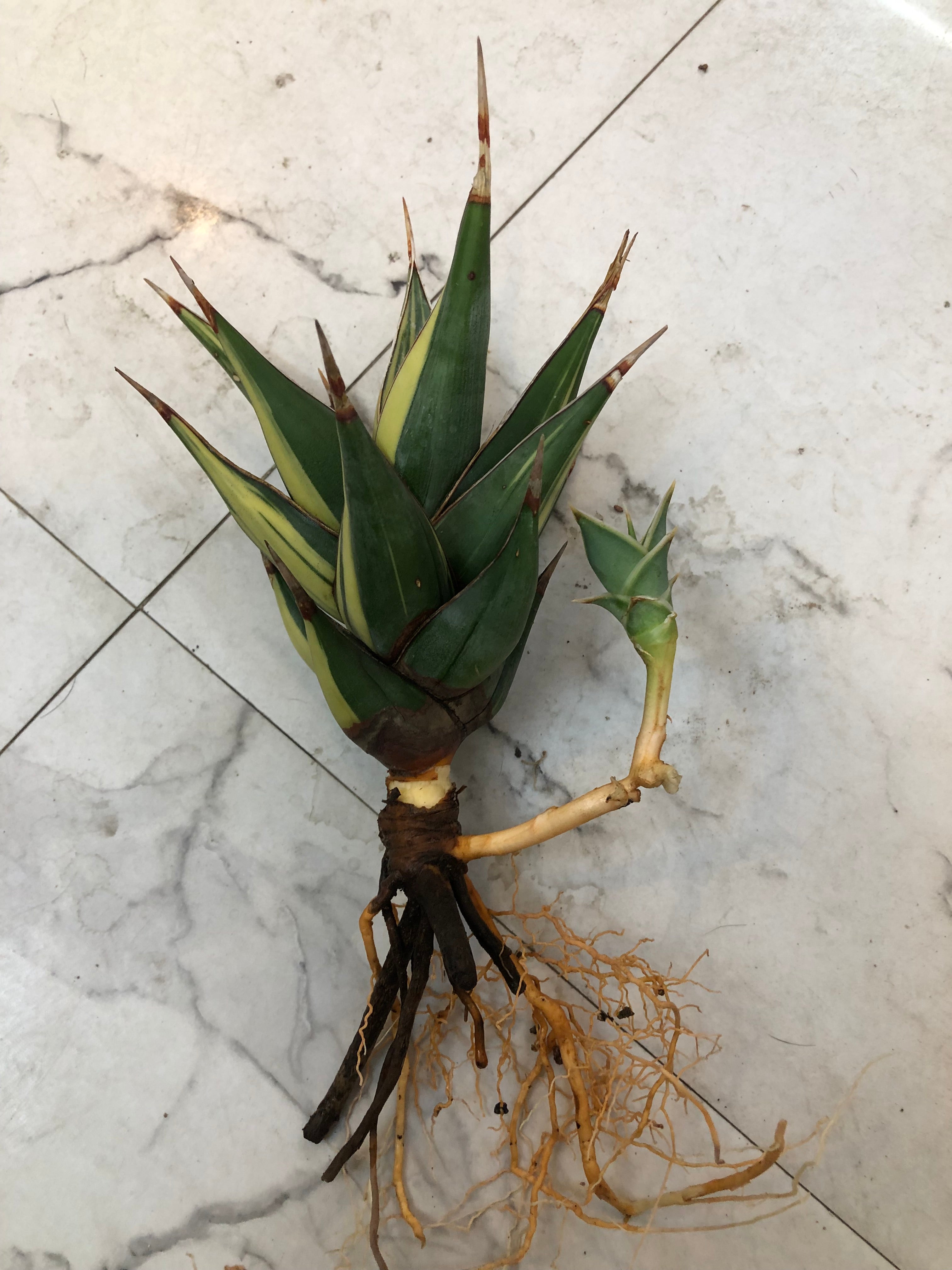 Sansevieria PINGUICULA VARIEGATED