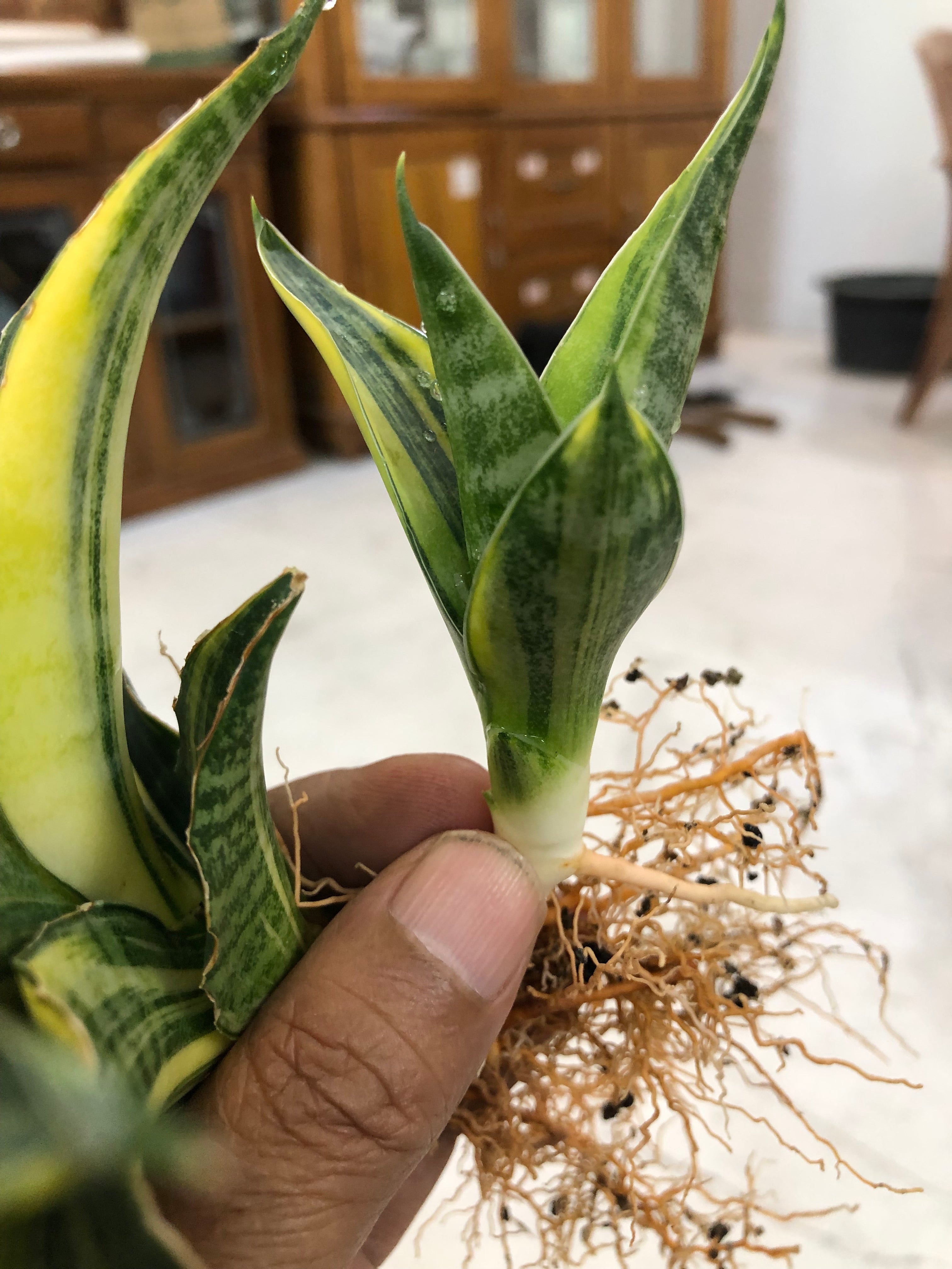 Sansevieria ARIELLA VARIEGATED