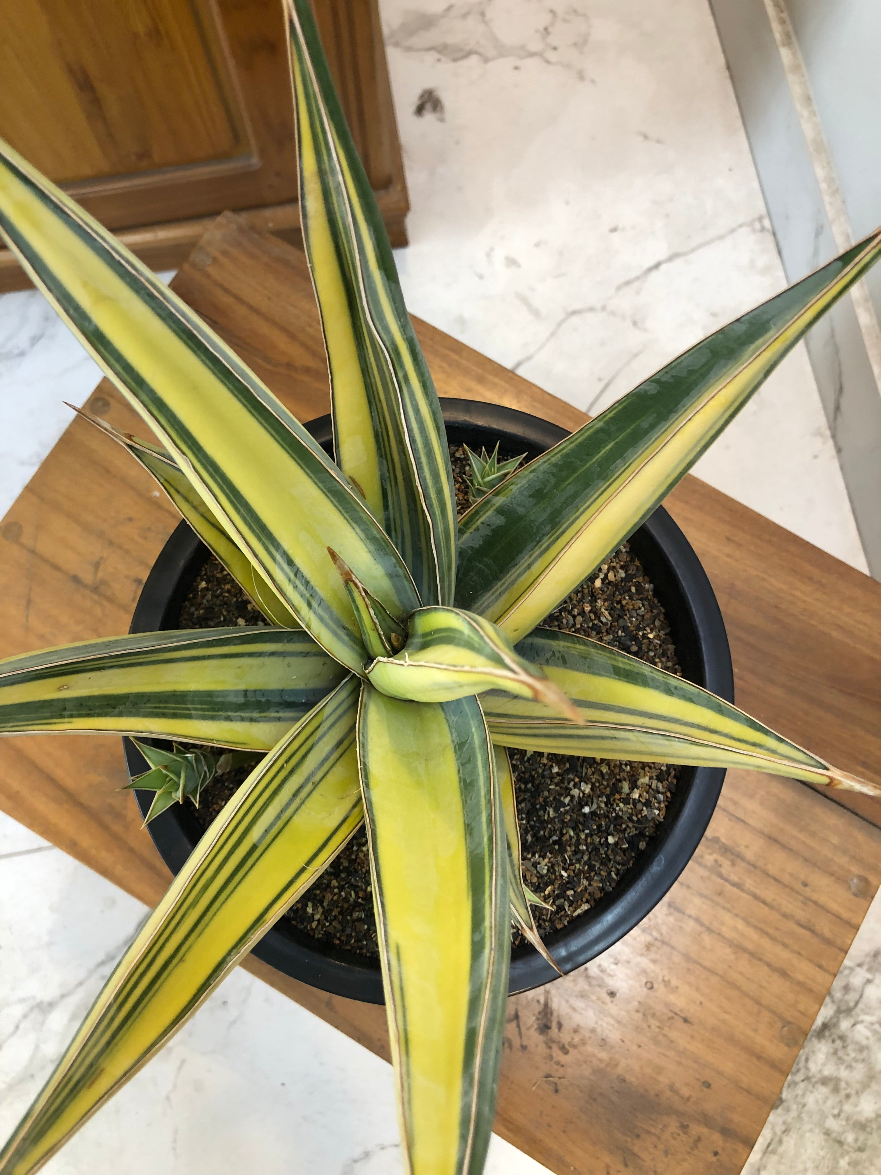 Sansevieria PINGUICULA VARIEGATED SPECIMEN