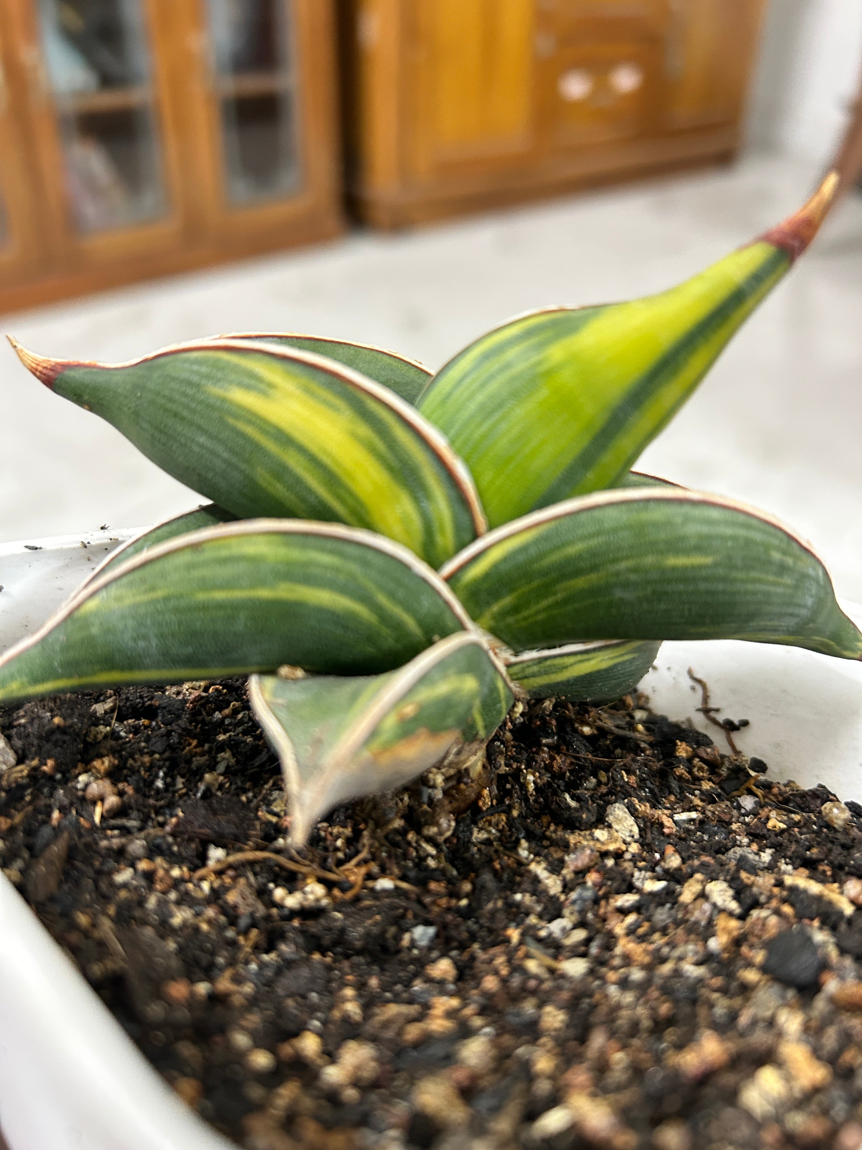 Sansevieria RORIDA VAR