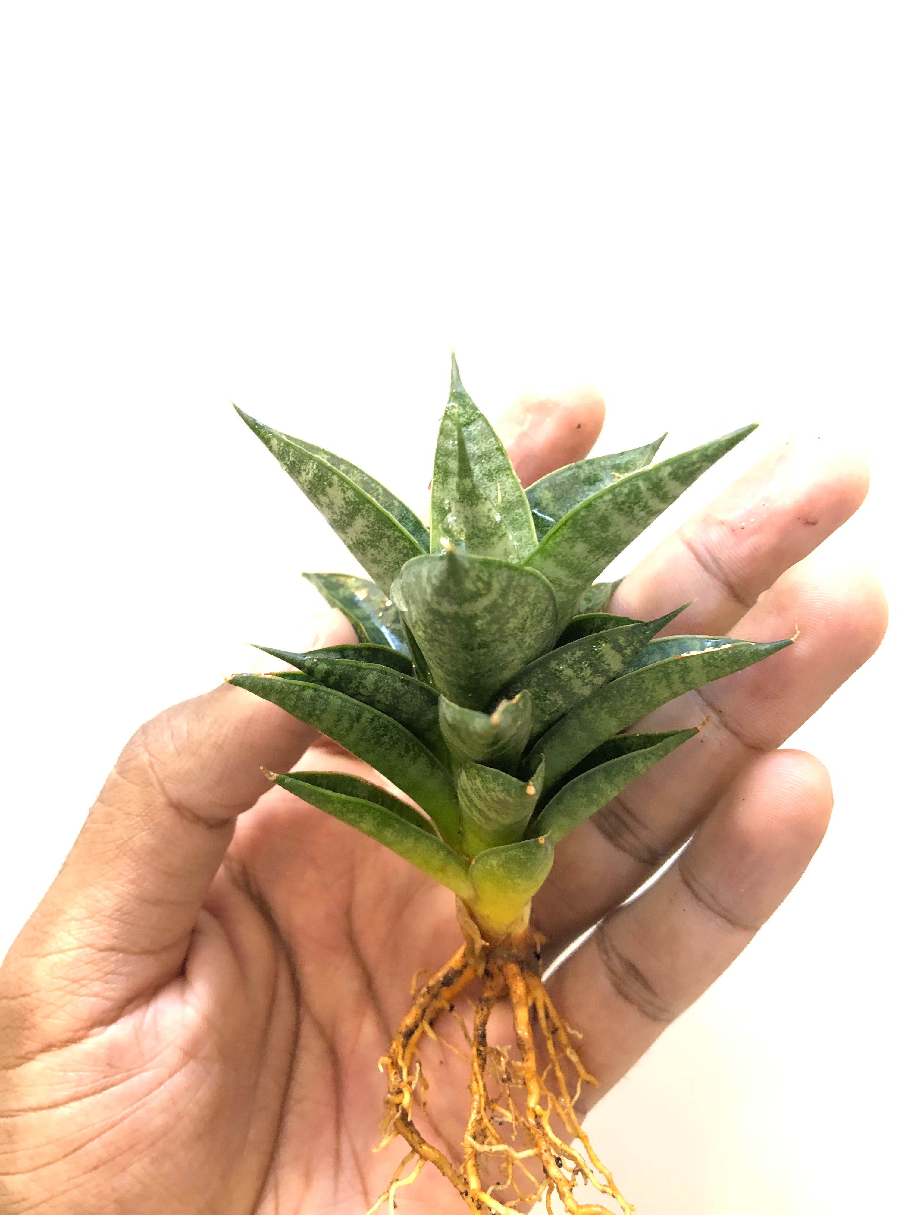 Sansevieria MINIONS