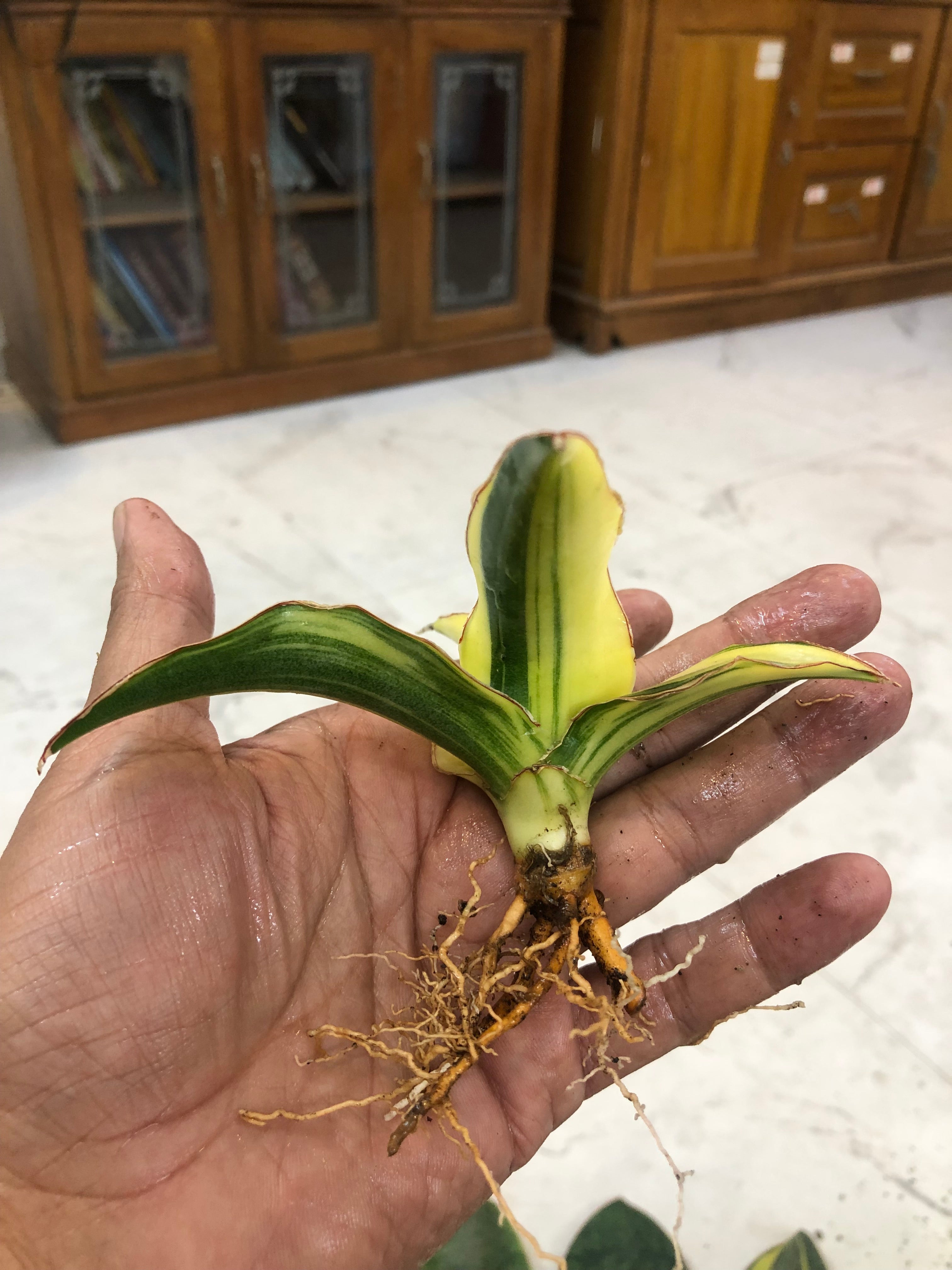 Sansevieria GANESHA VARIEGATED