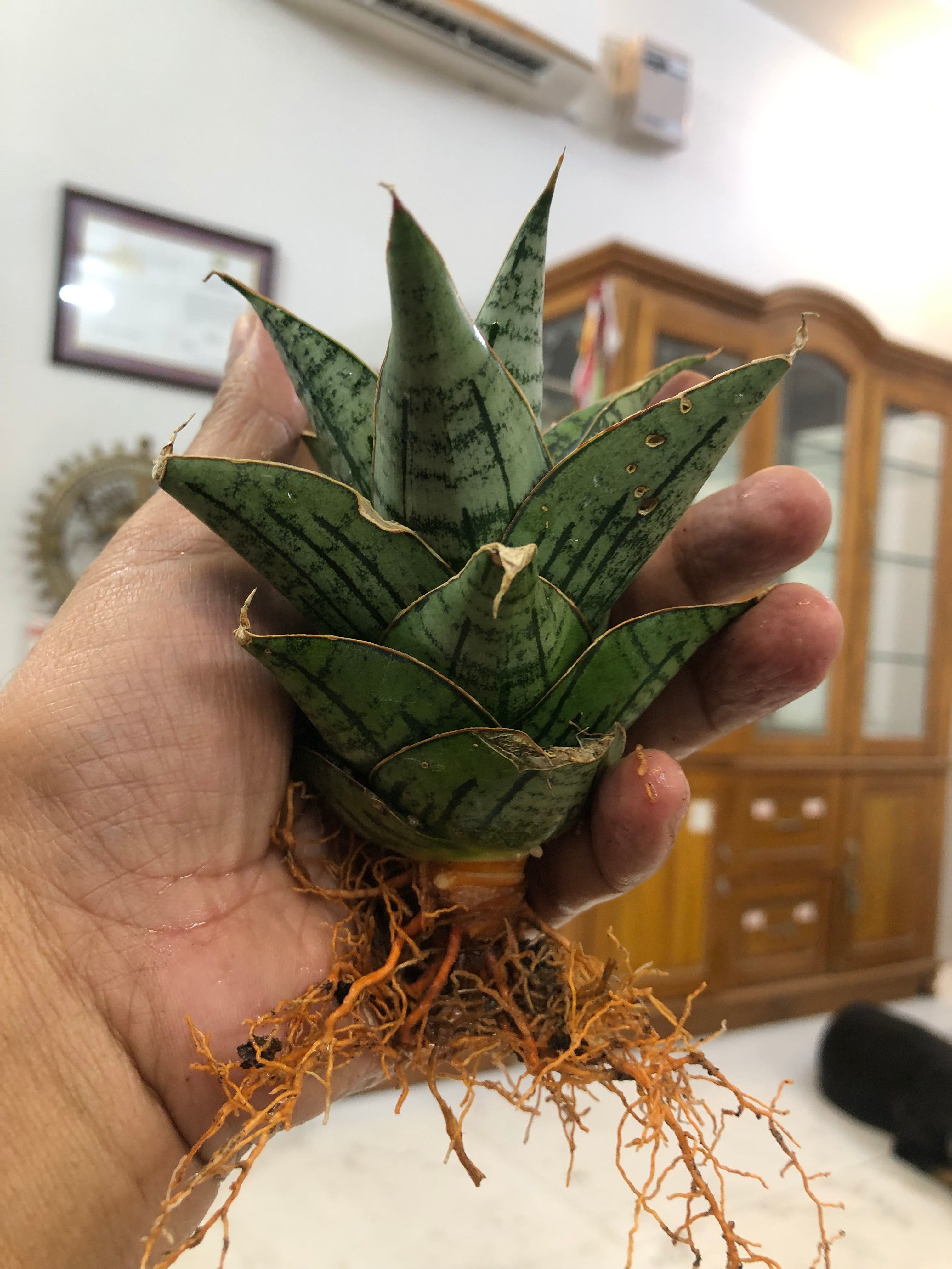 Sansevieria KAISAR