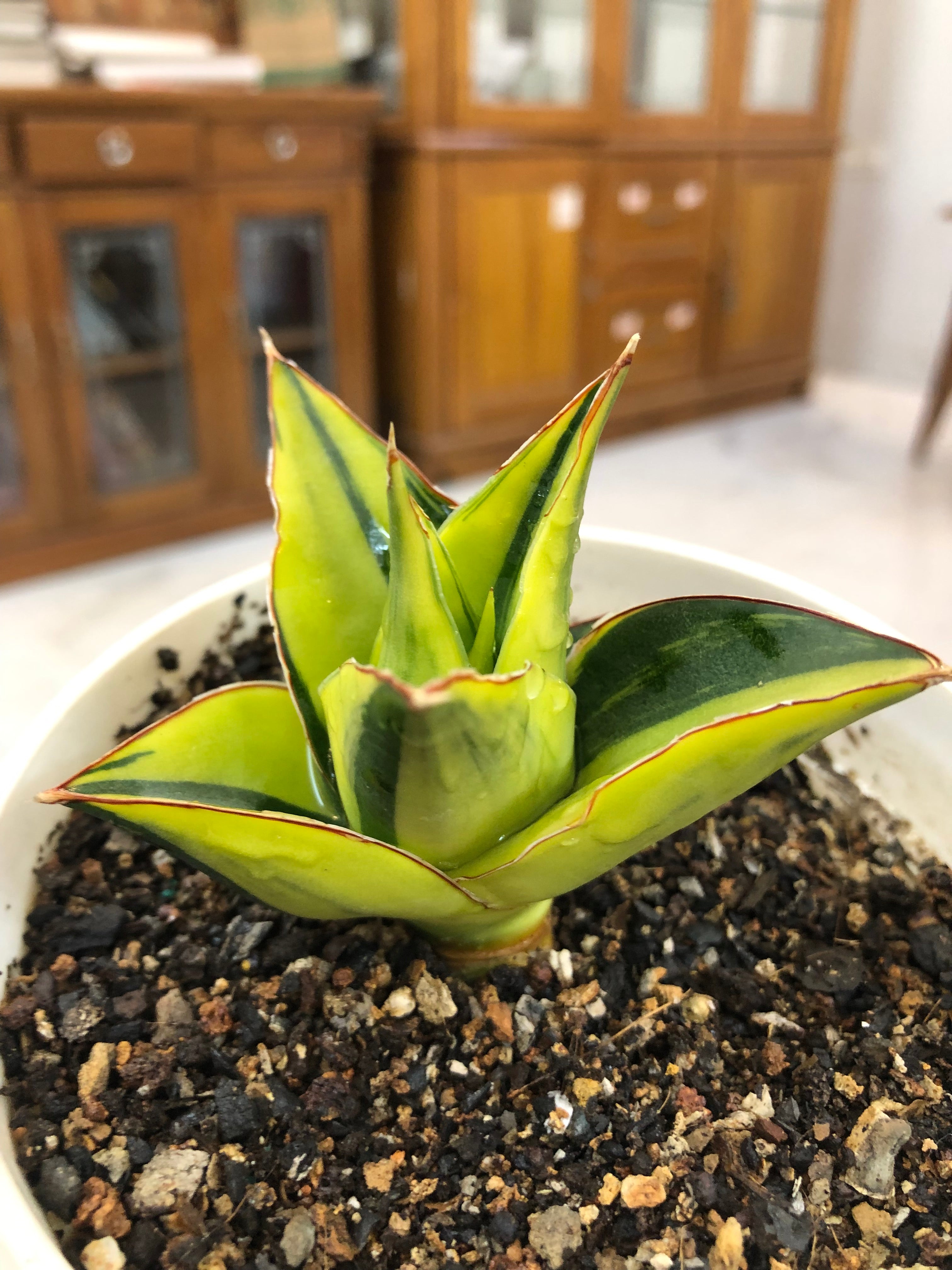 Sansevieria TOWER BLUE