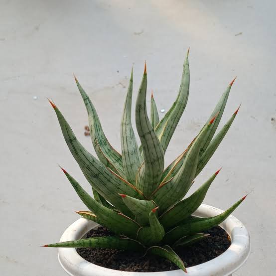 Sansevieria RUDAL