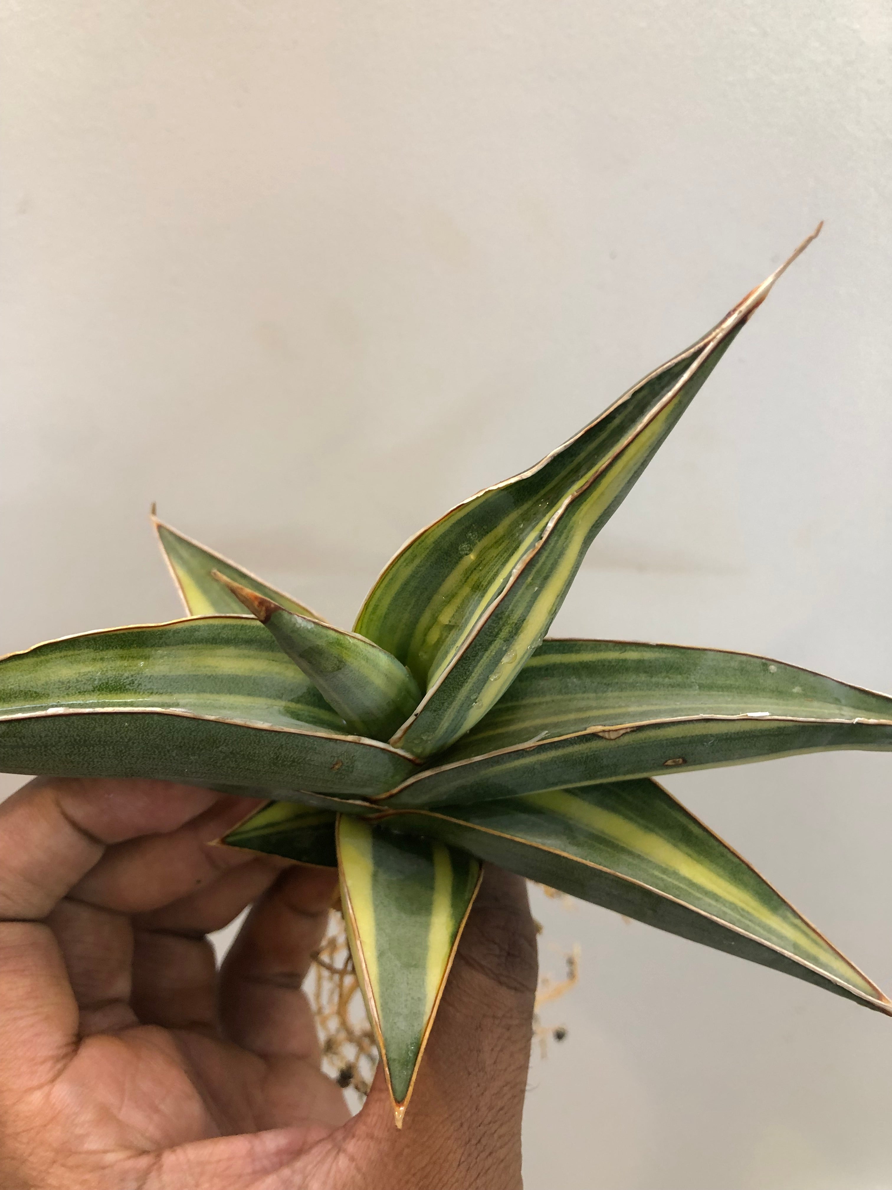 Sansevieria JBT SILVER