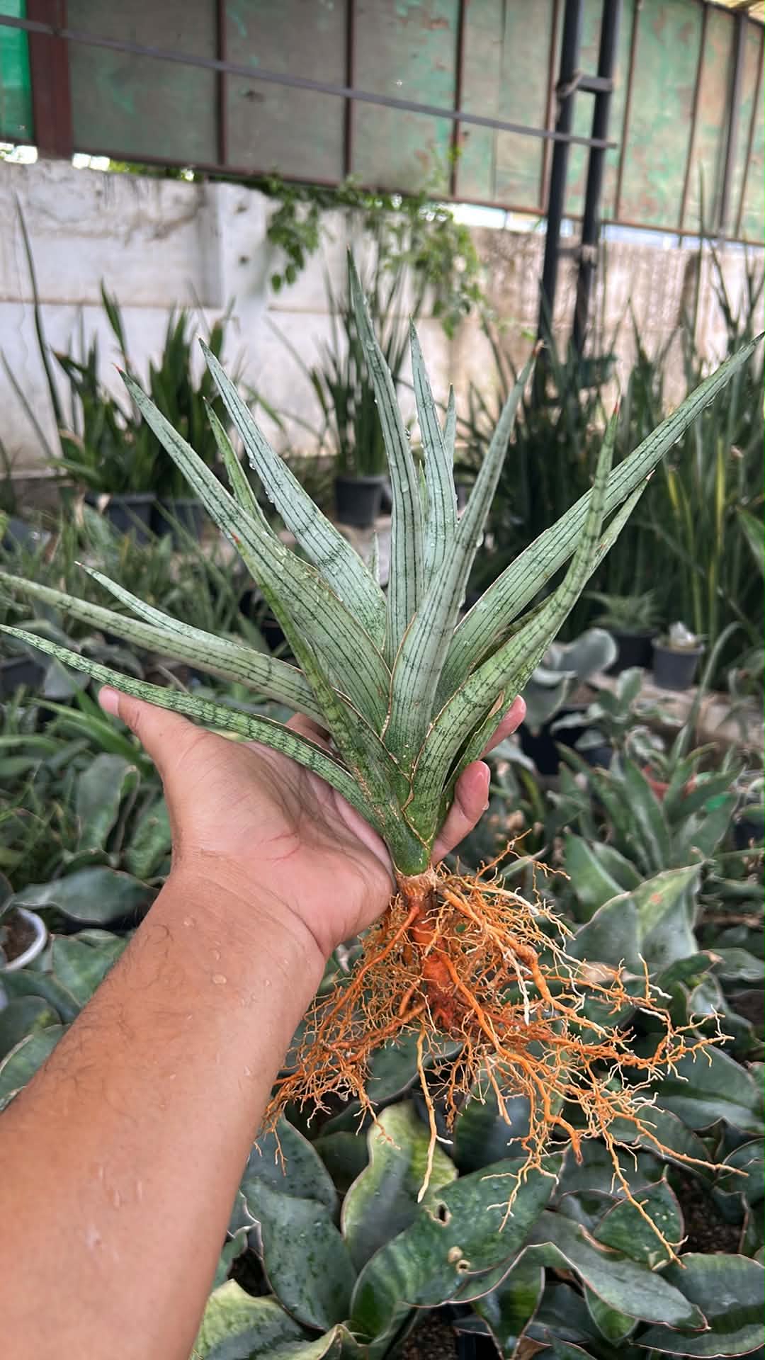 Sansevieria MANDALIKA Specimen
