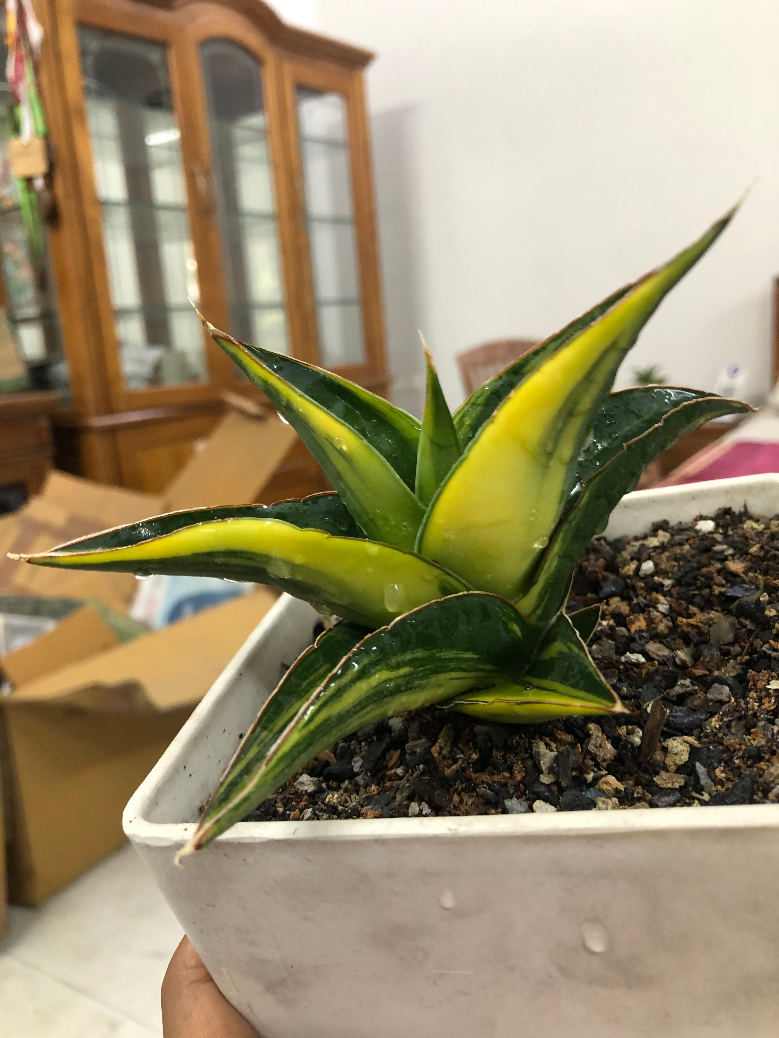 Sansevieria KUKU BIMA VARIEGATED