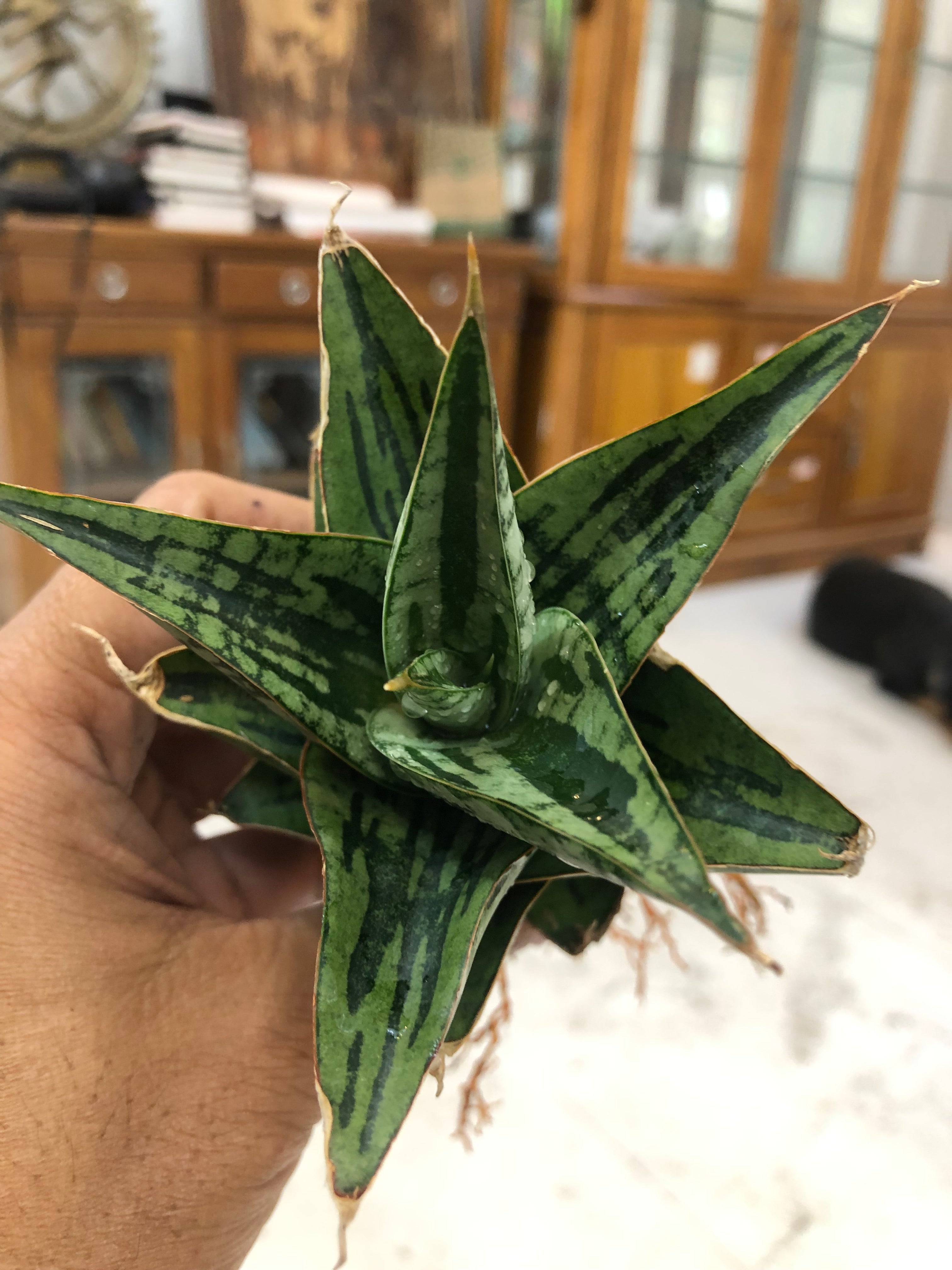 Sansevieria KAISAR