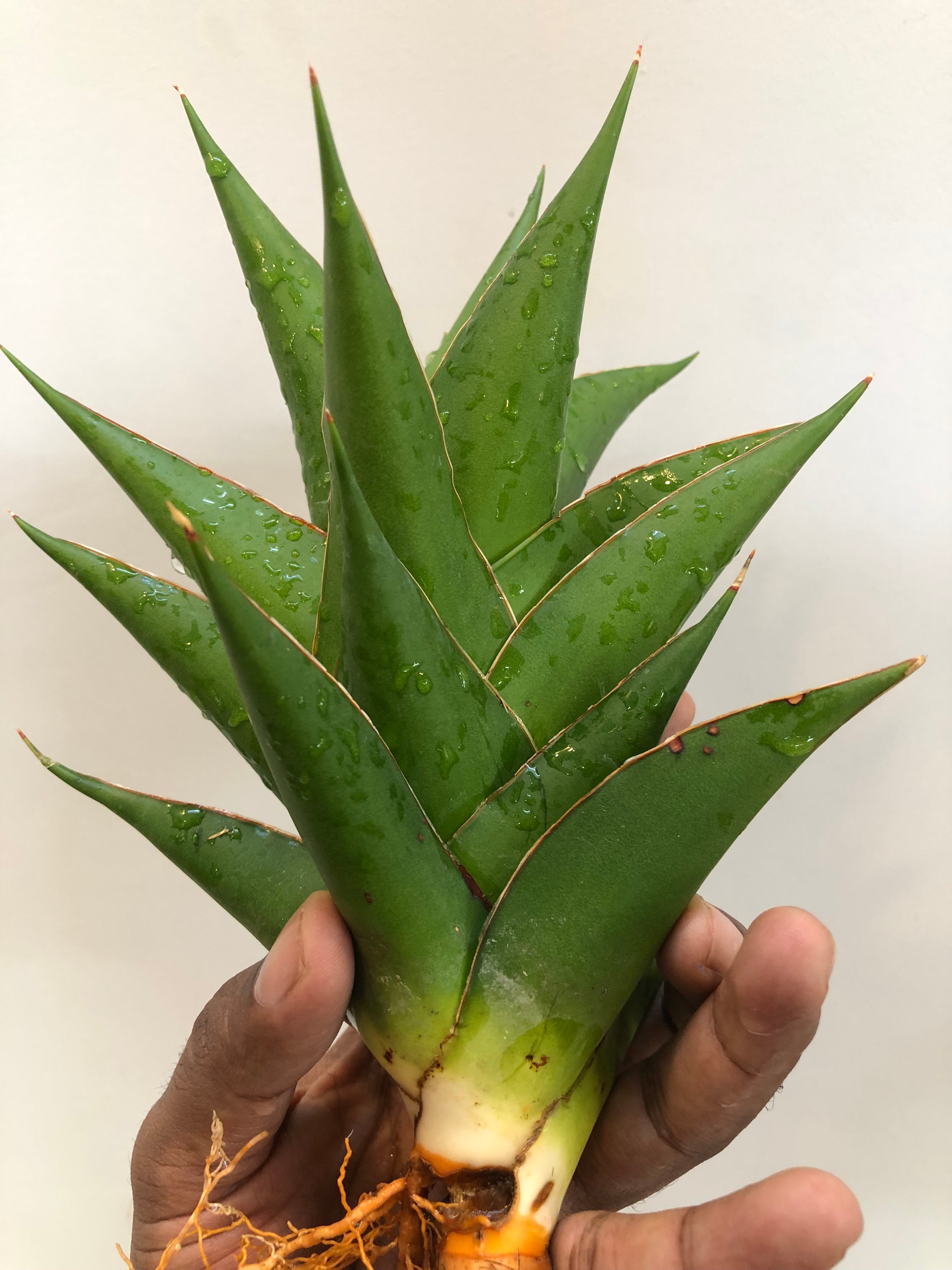 Sansevieria INDONESIAN TOWER