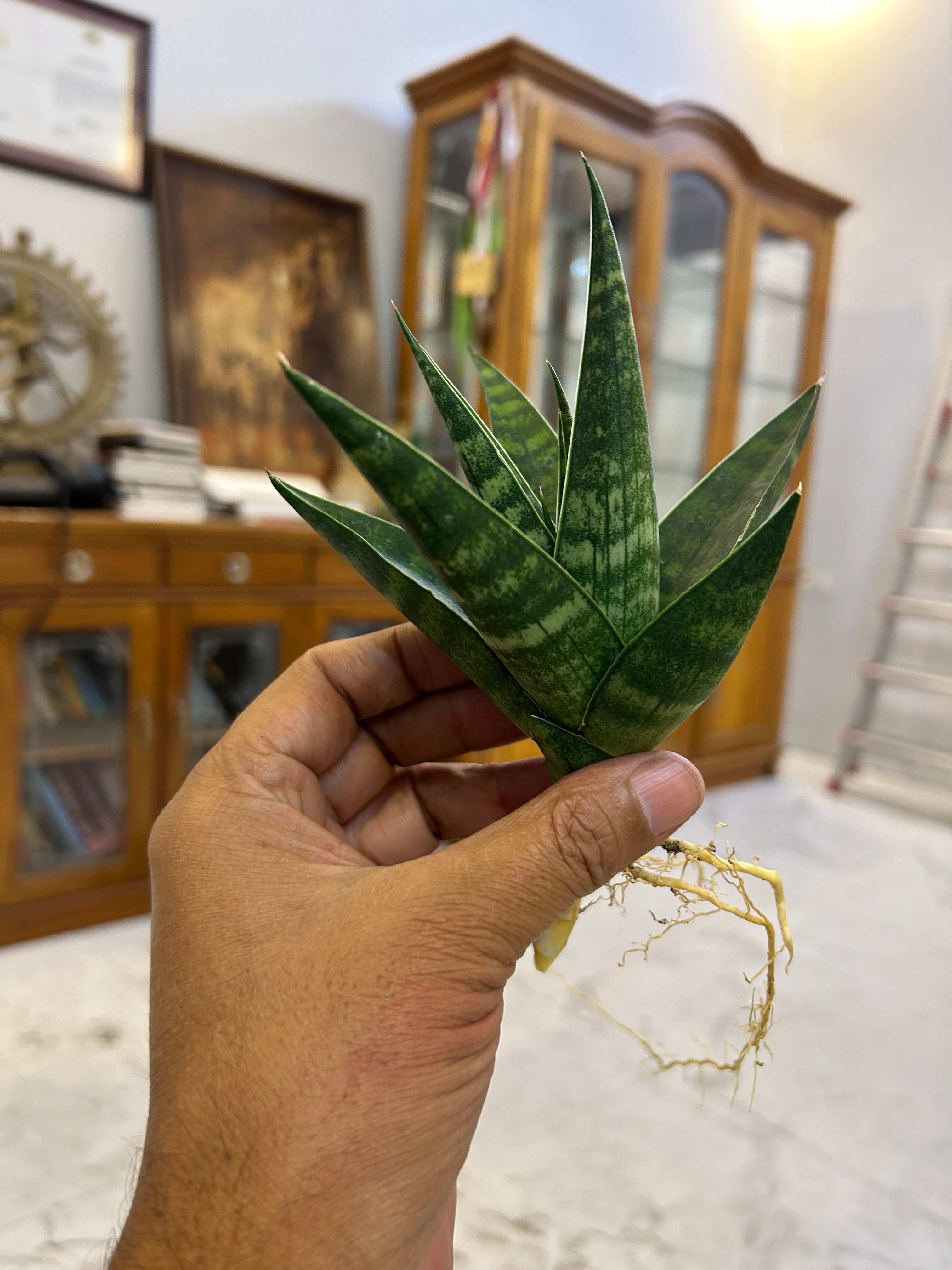 Sansevieria Star Gate