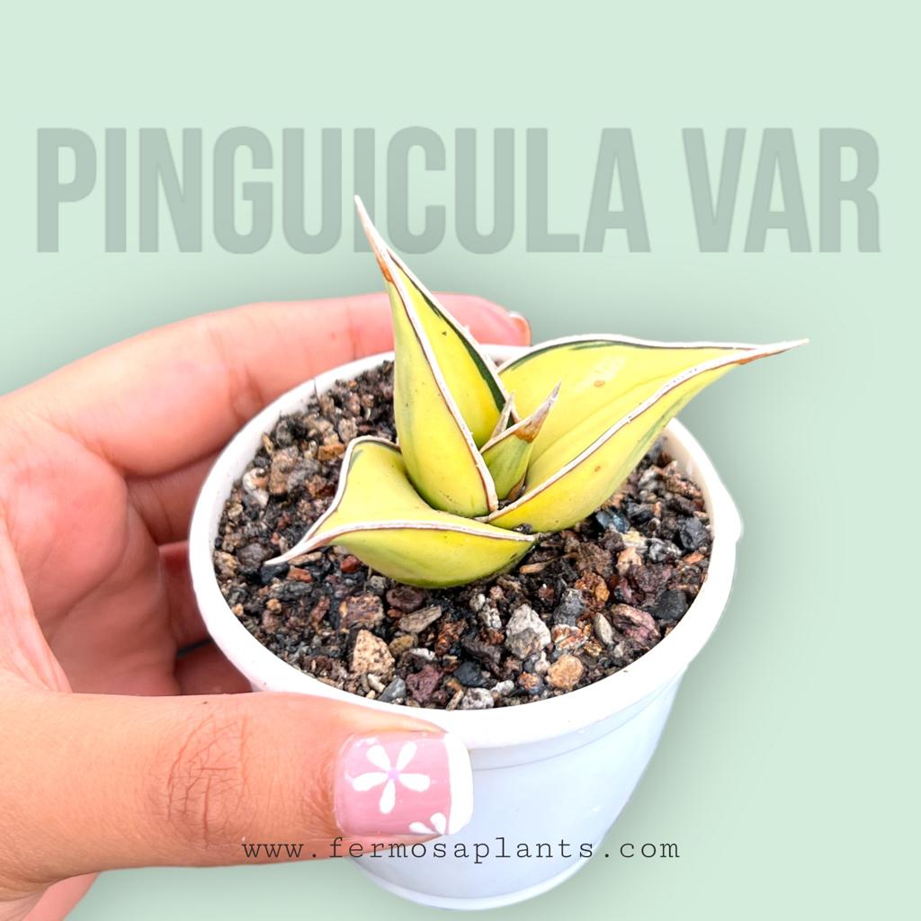 Sansevieria Pinguicula Variegated (Small)