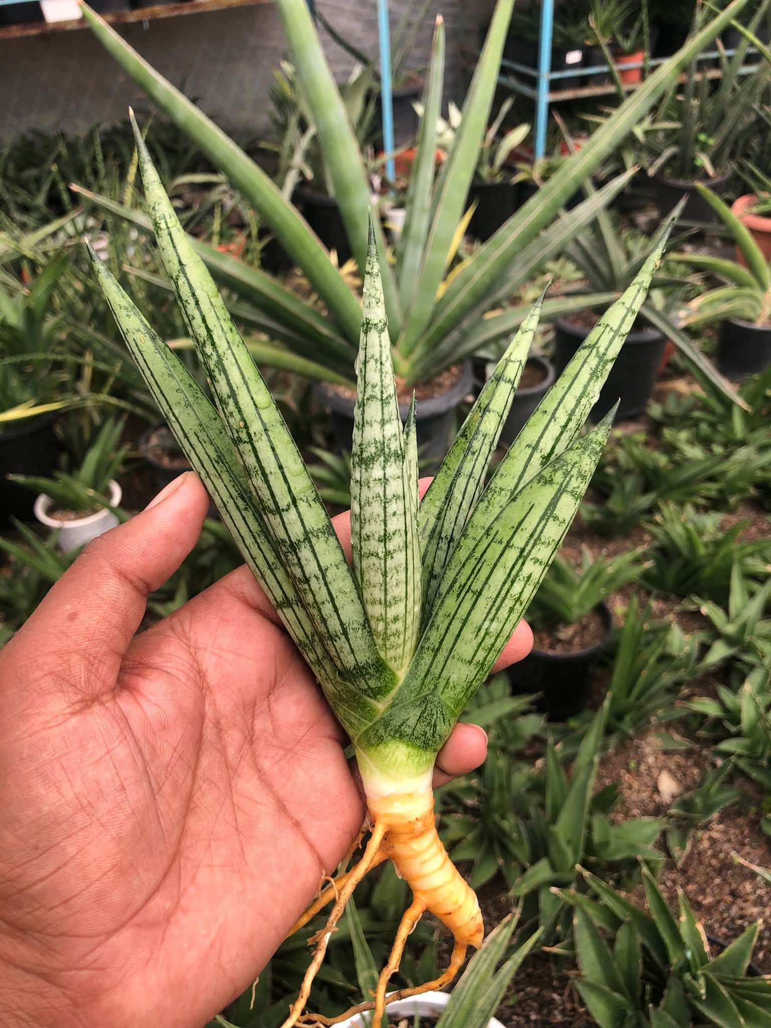 SANSEVIERIA MANJHA