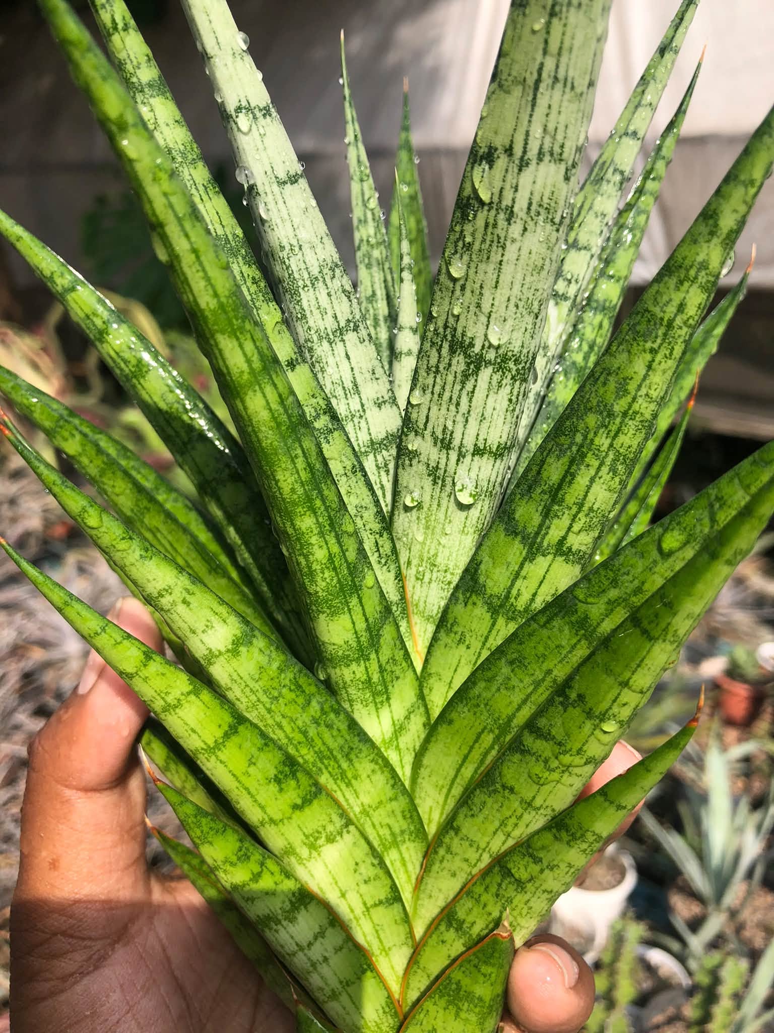 SANSEVIERIA PRIMA  HEALTHY LARGE PLANT
