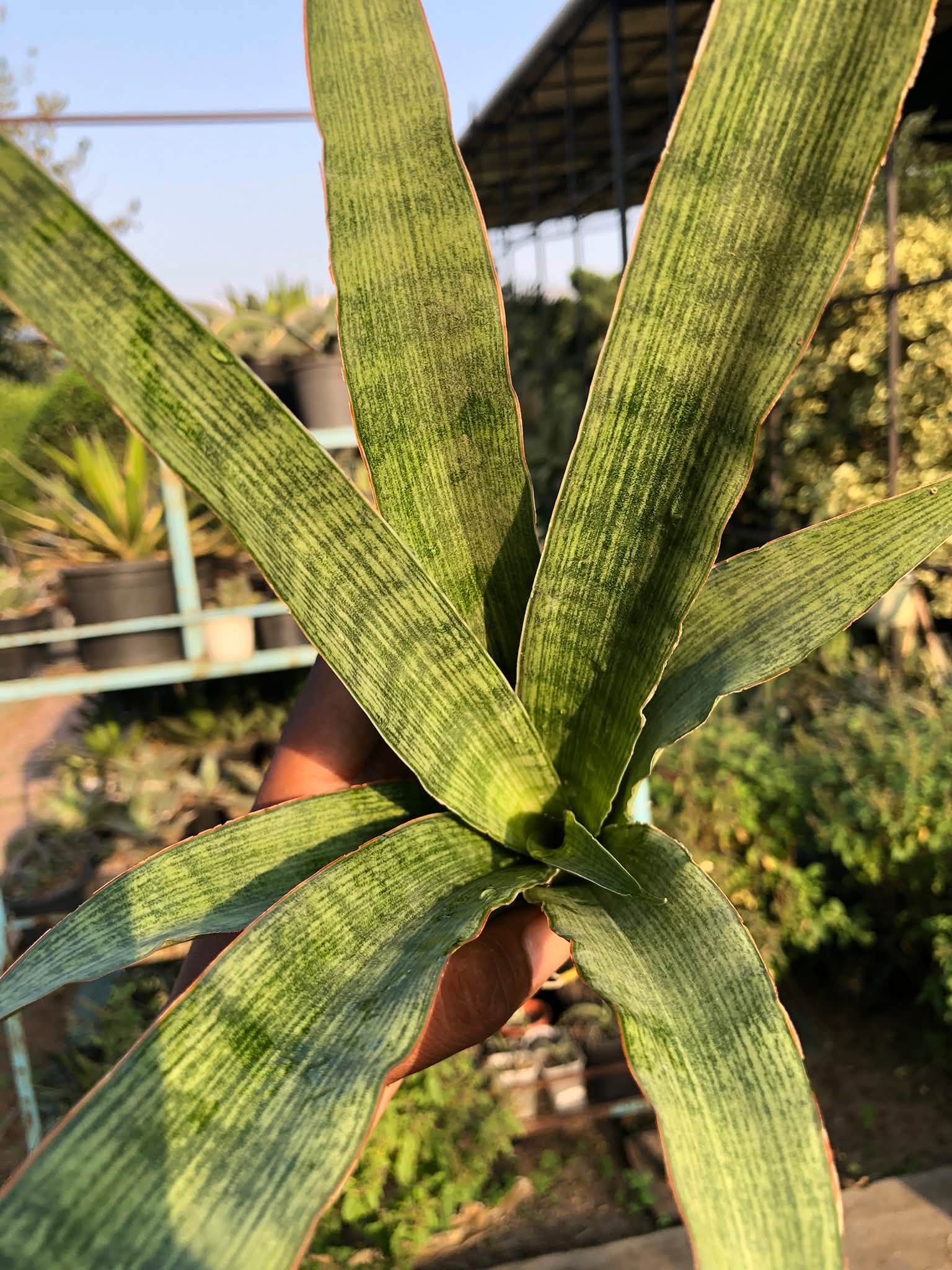 SANSEVIERIA LALYI