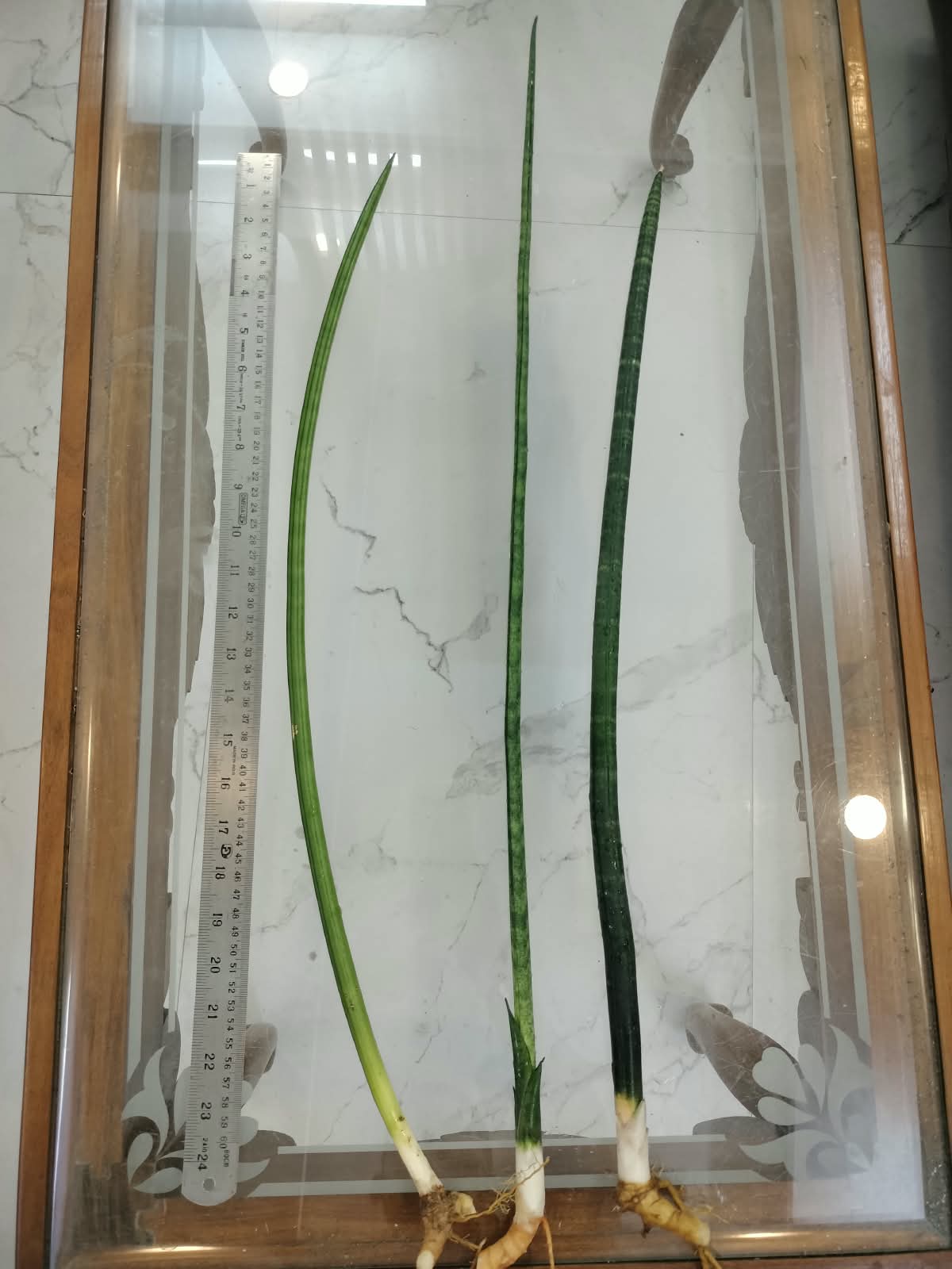 Combo No 17 : Three Large Sansevieria