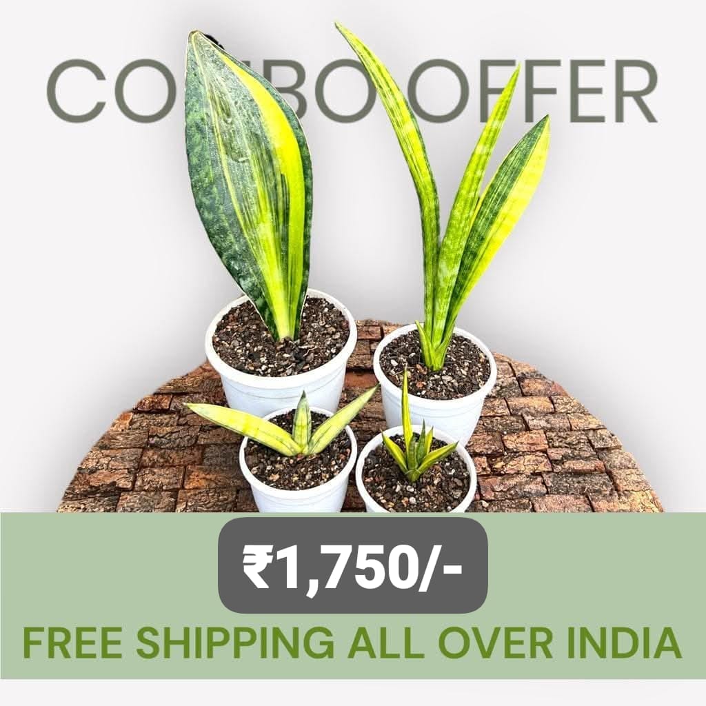 Sansevieria combo of 4 Plants