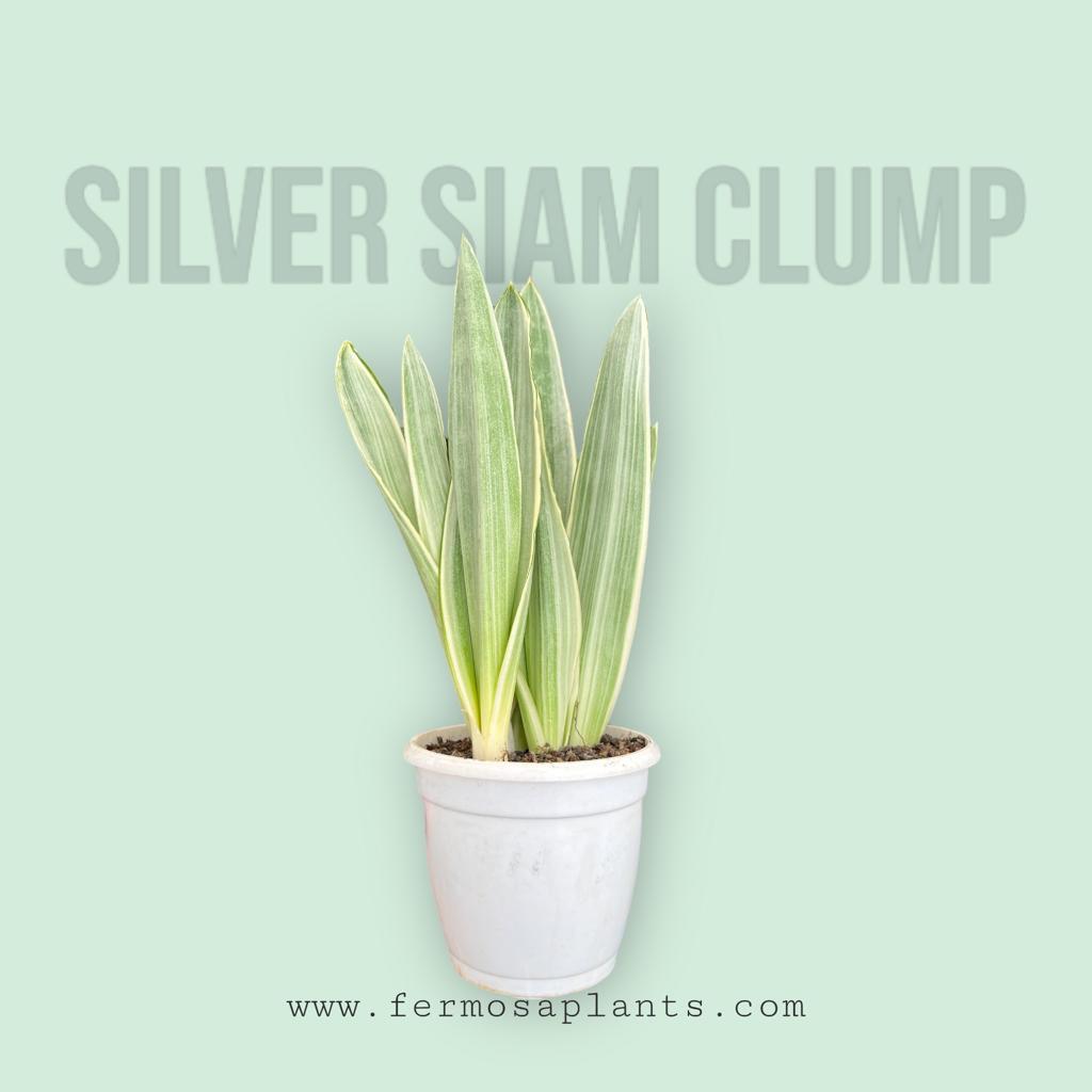 Sansevieria Silver Siam Clump