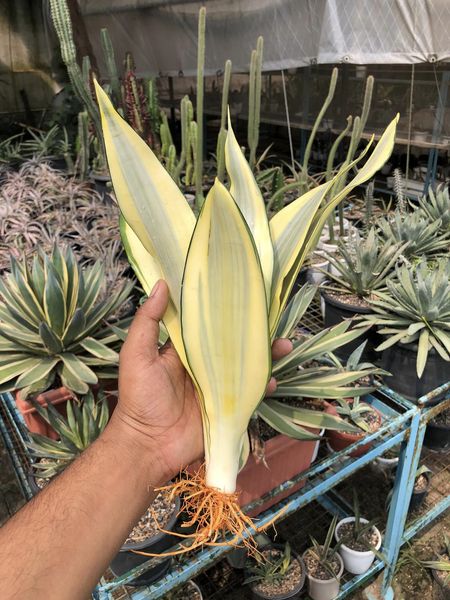 Sansevieria Trifasciata 'Ghost'