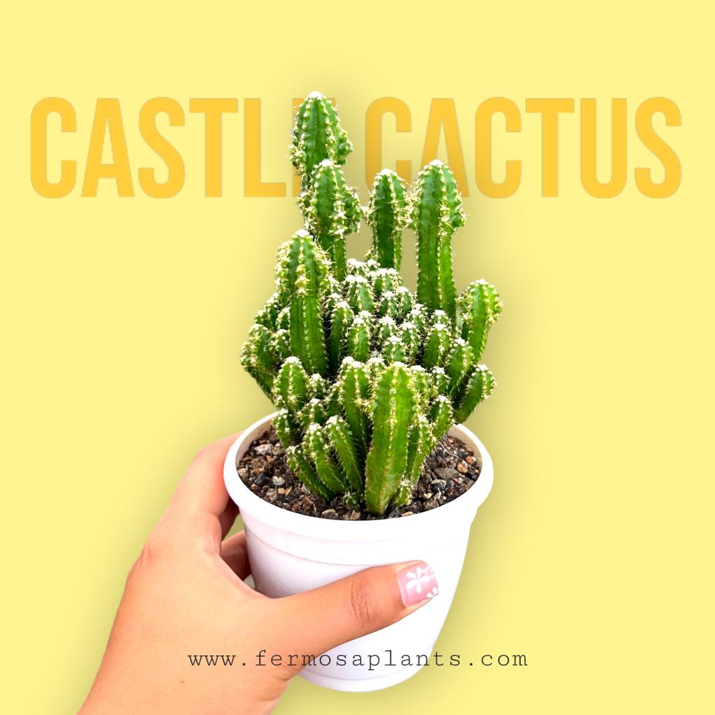 Castle Cactus