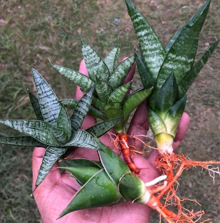 Sansevieria combo of 4 Plants