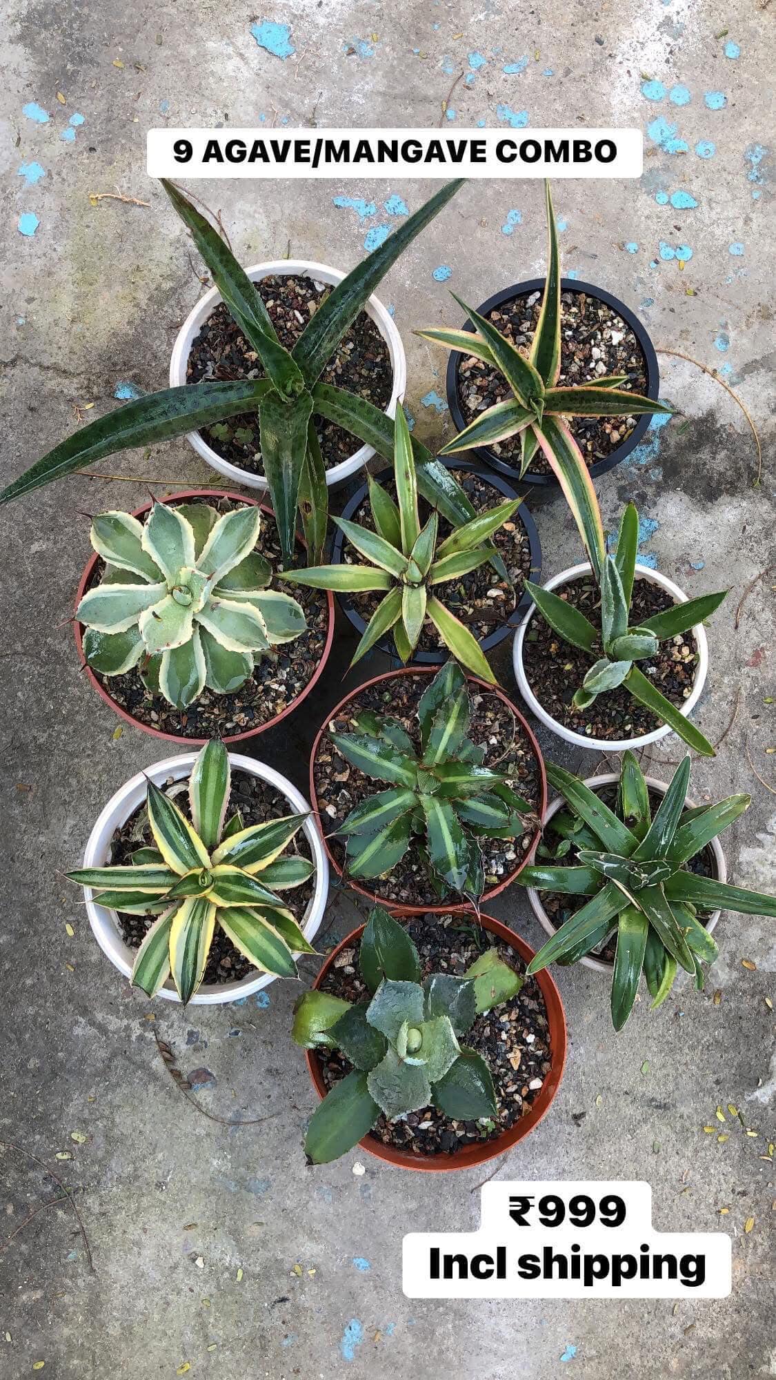 #121 AGAVE/MANGAVE COMBO OF 9 PLANTS