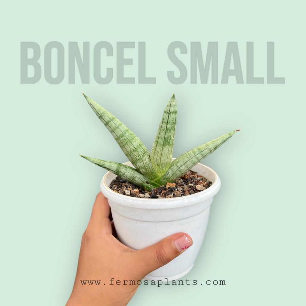 Sansevieria Boncel (Small)