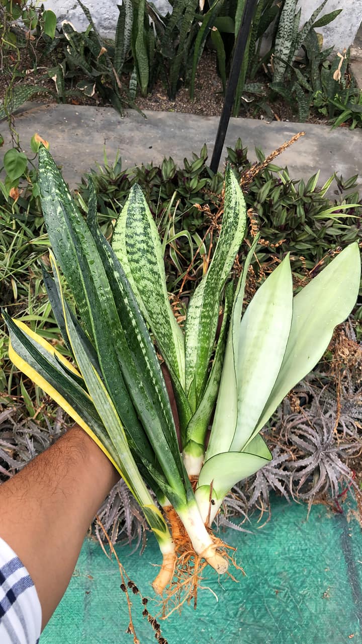 #112 COMBO OF FIVE RARE SANSEVIERIA TRIFASCIATA of NEW GENERATION