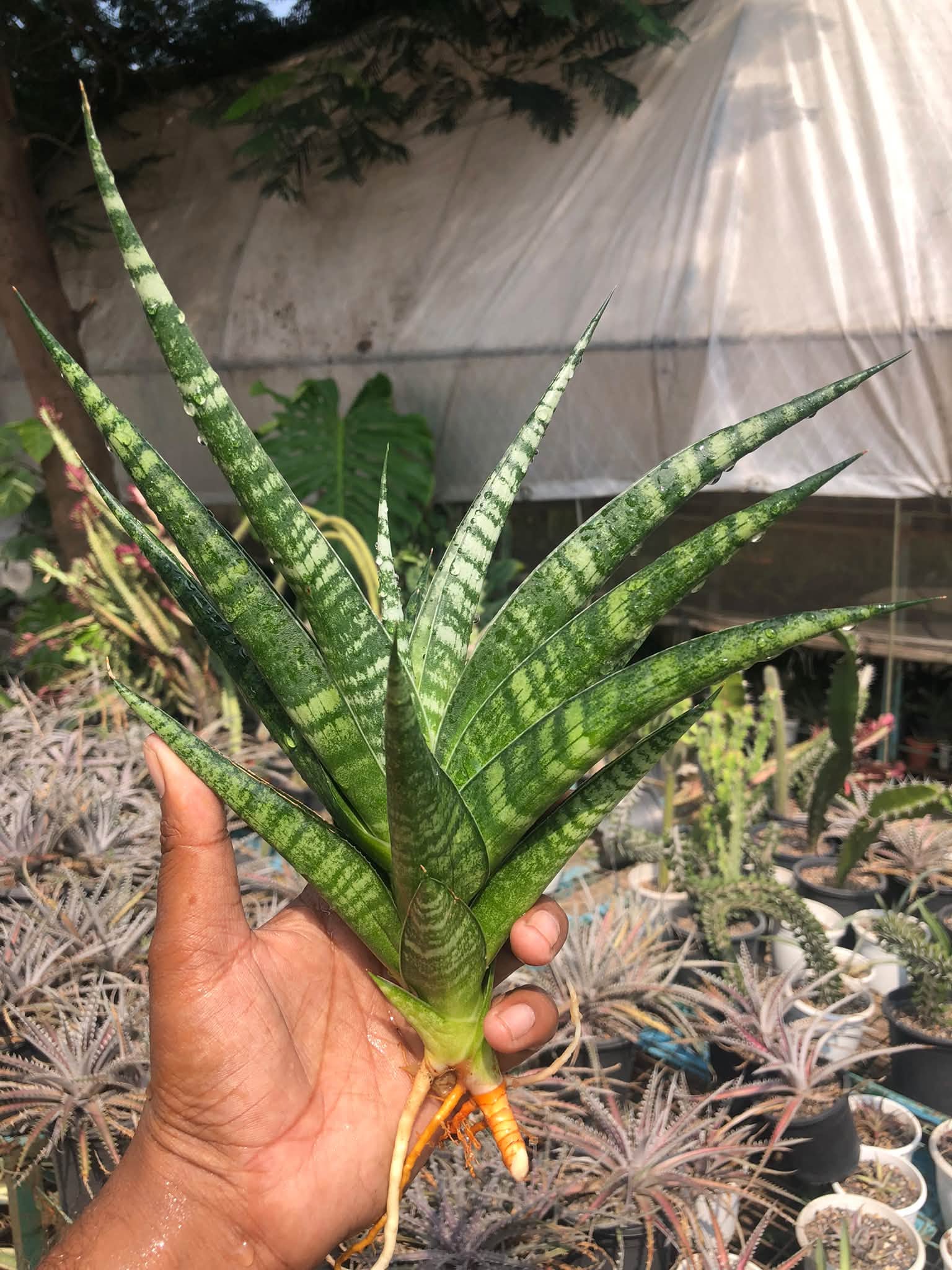 SANSEVIERIA JATAYU