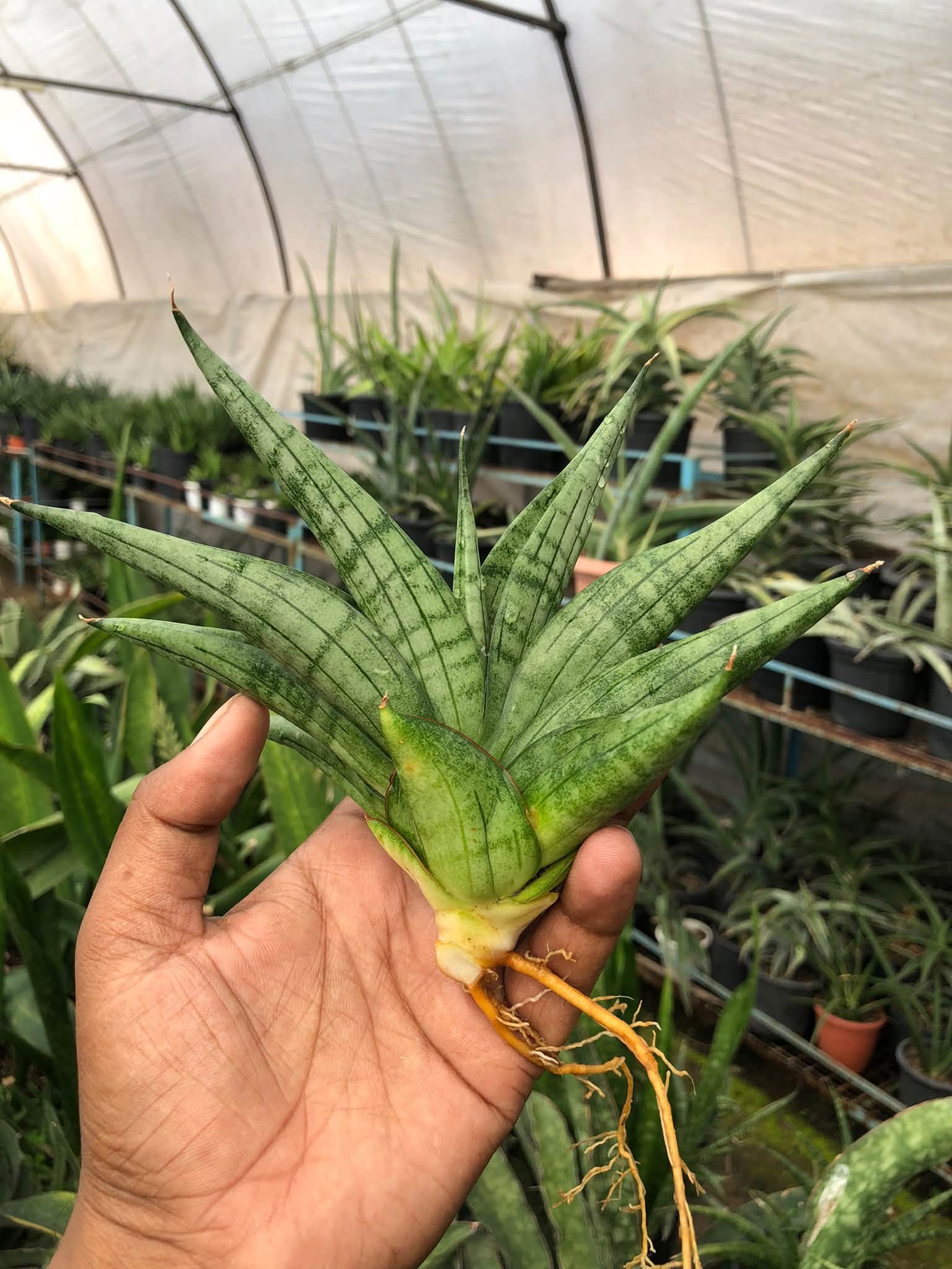 SANSEVIERIA VIENNA
