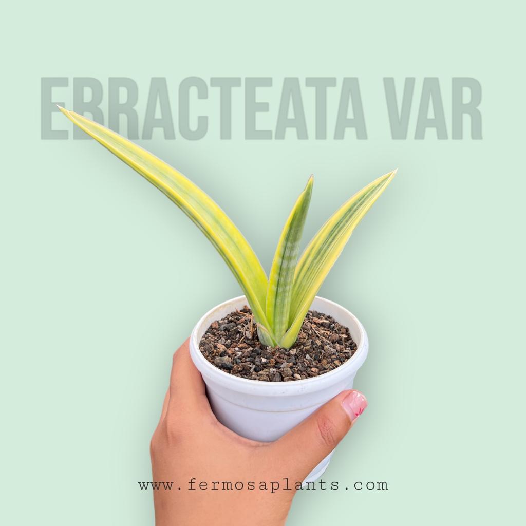 Sansevieria Ebracteata Variegated