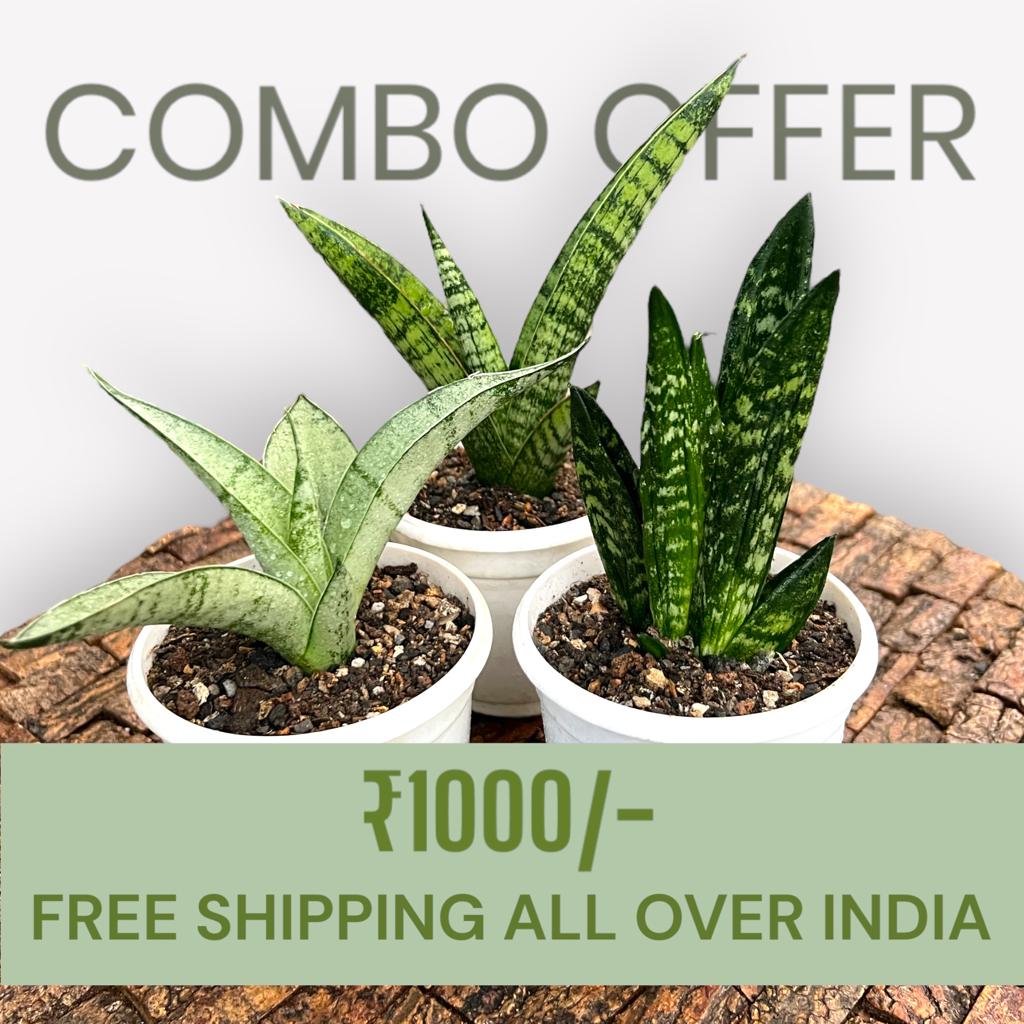 Sansevieria Combo Offer Of 3 (N)