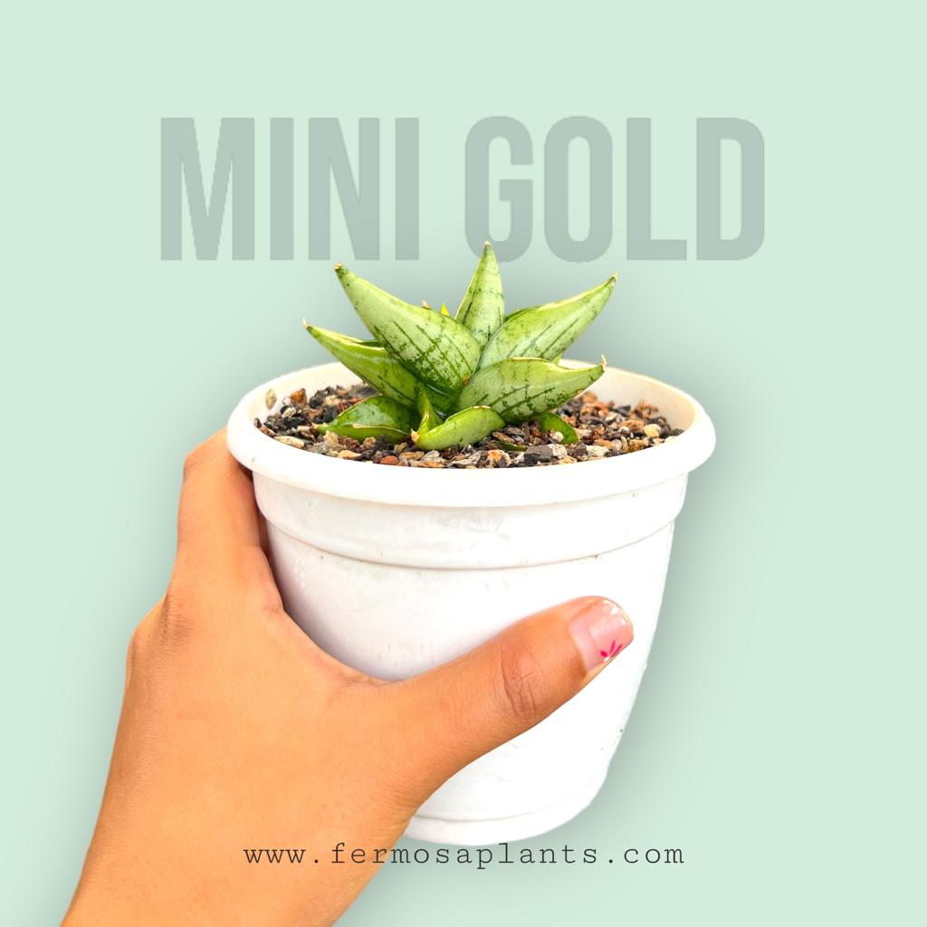 Sansevieria Mini Gold