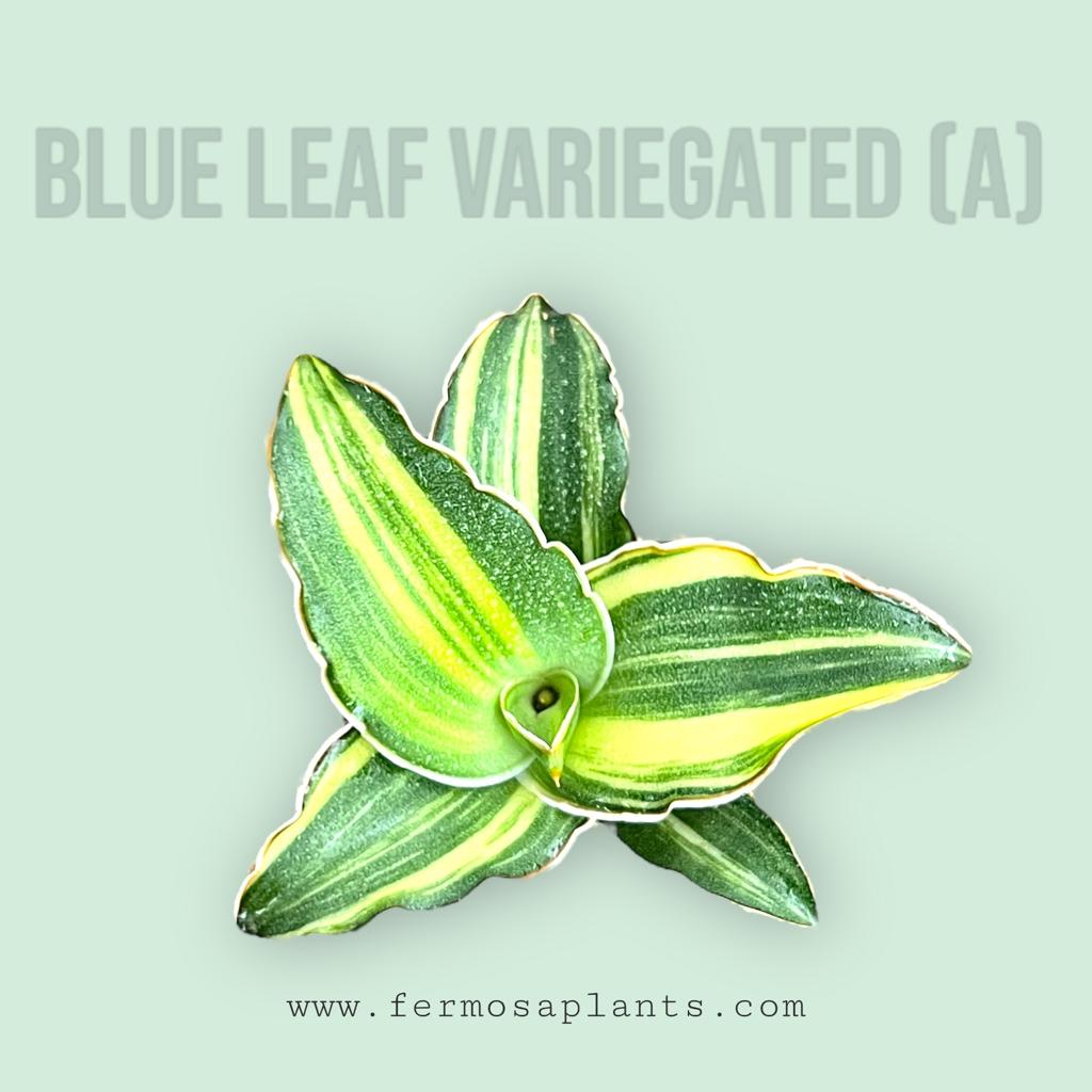 Sansevieria Blue Leaf Variegated (A)