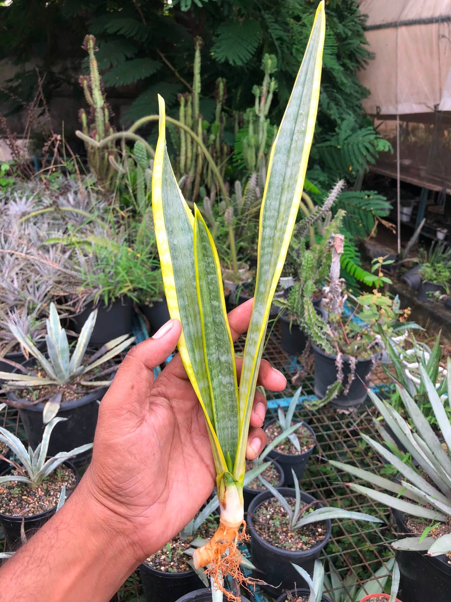 Sansevieria Trifaciata 'Aslaam'