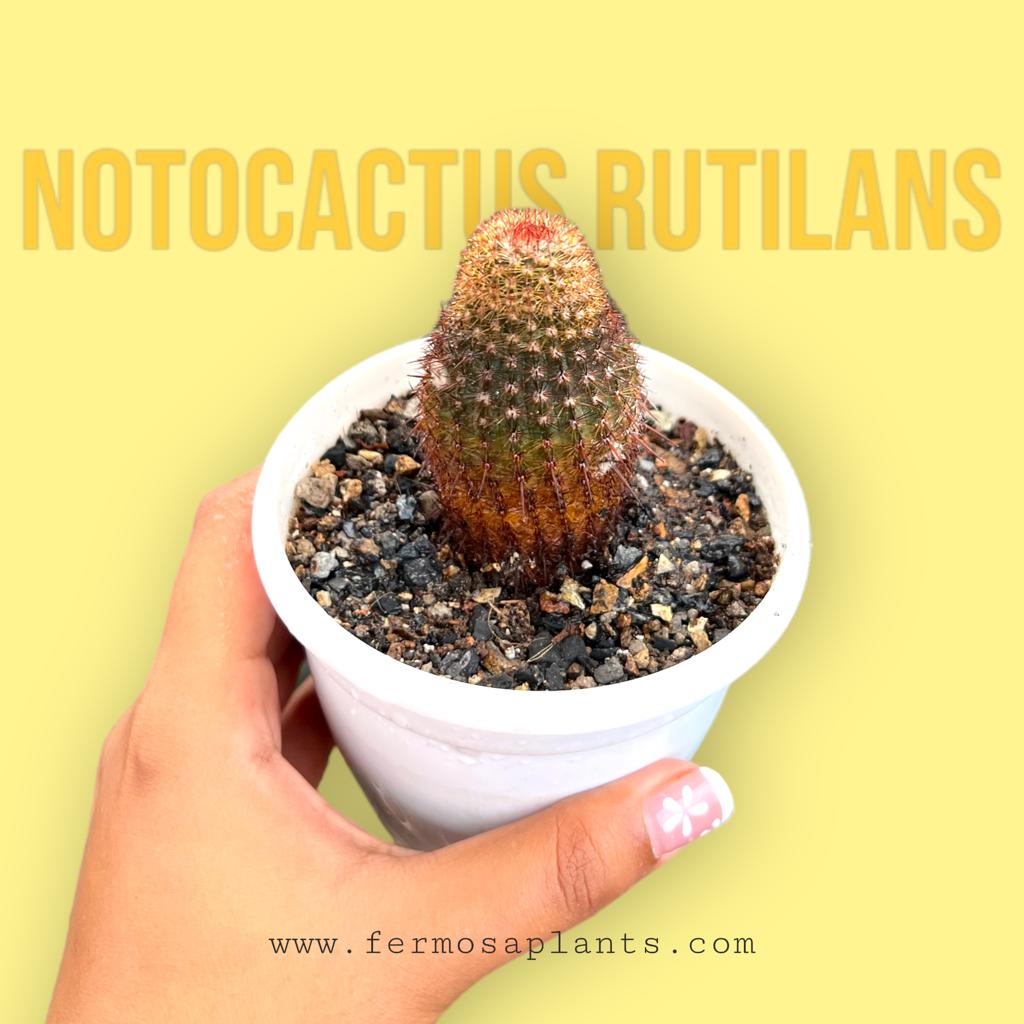 Notocactus Rutilans