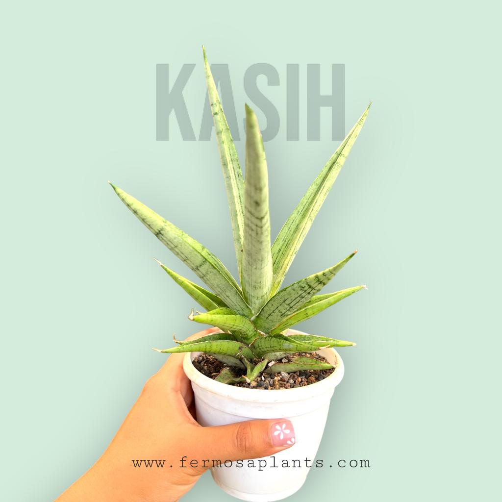 Sansevieria Hybrid 'Kasih'