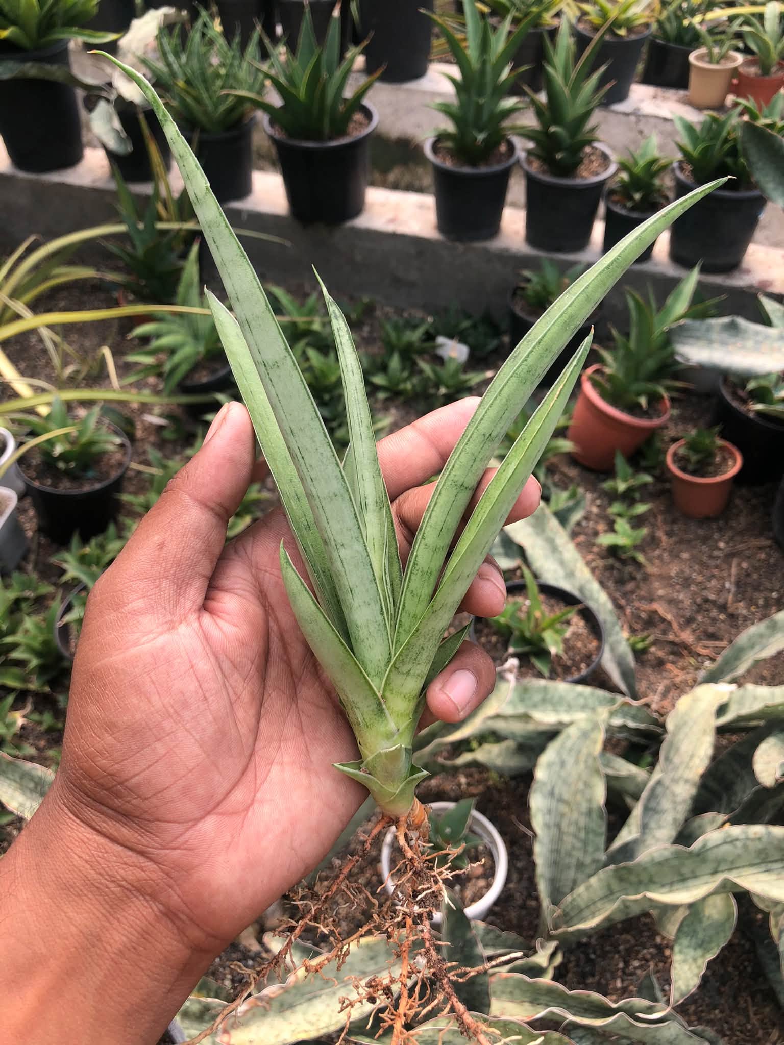 SANSEVIERIA KUMARA