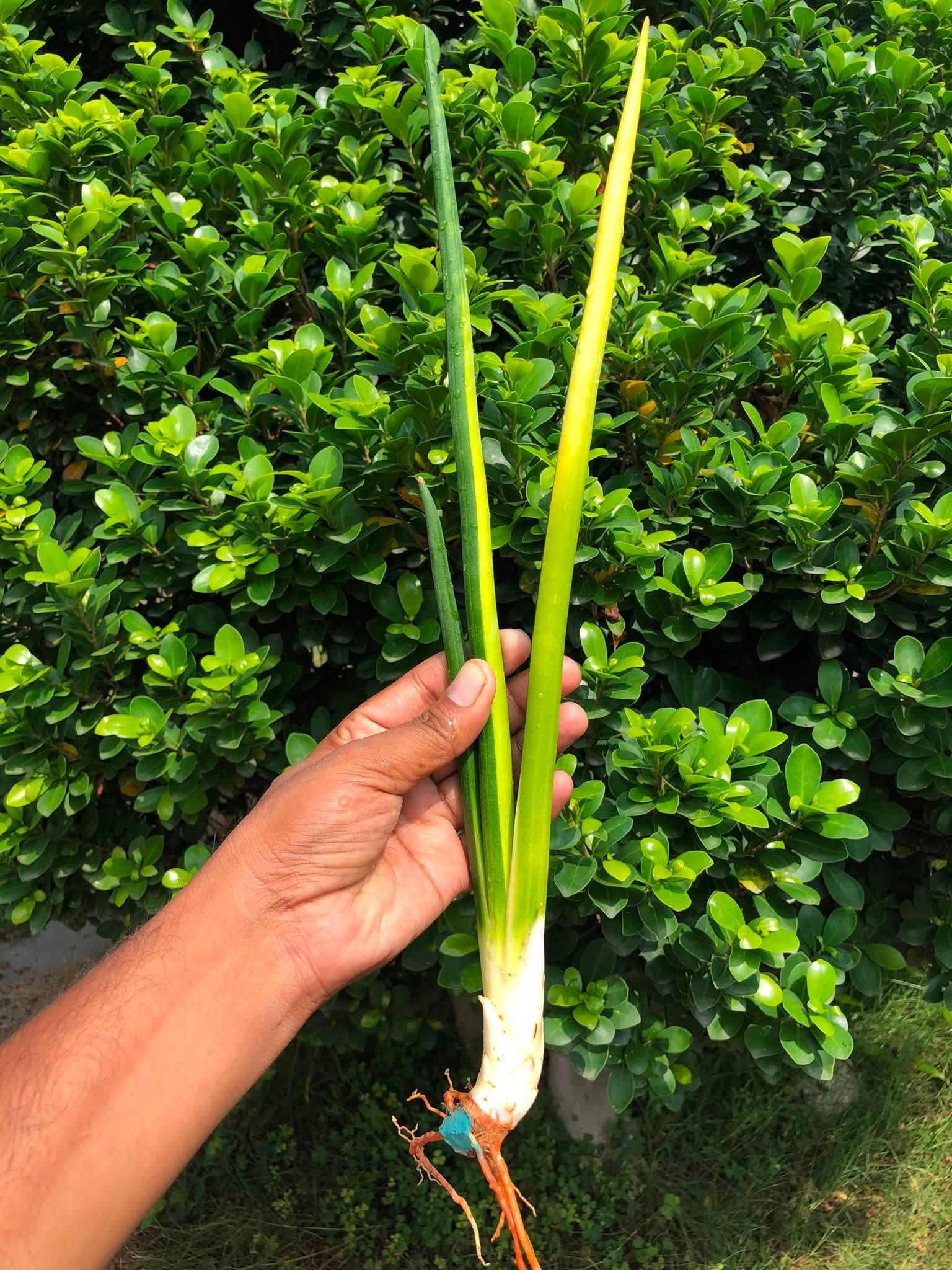 Sansevieria ERYTHRAEAE VARIEGATED