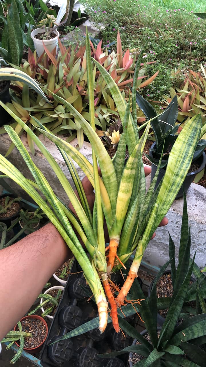 Sansevieria Combo (X) Offer Of 5 Variegated sansevieria