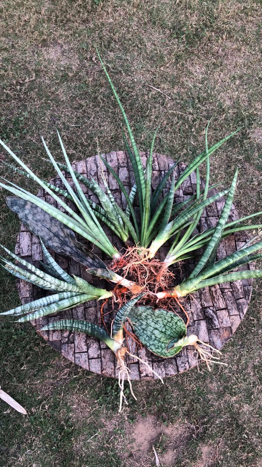 Combo of 10 different Sansevieria