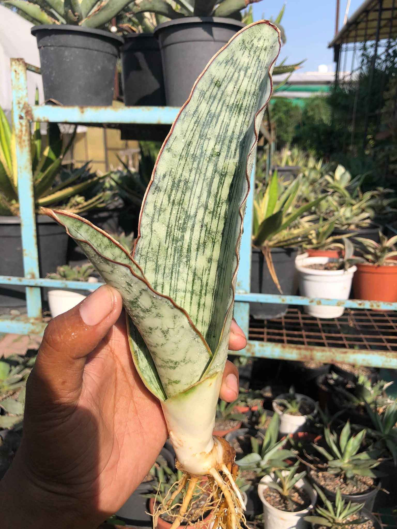 SANSEVIERIA KIRKII SILVER BLUE