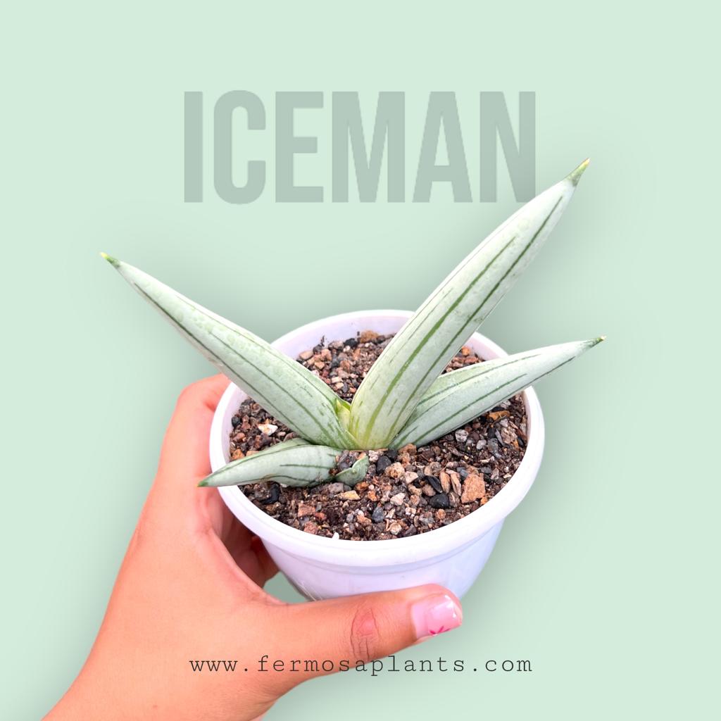 Sansevieria Iceman