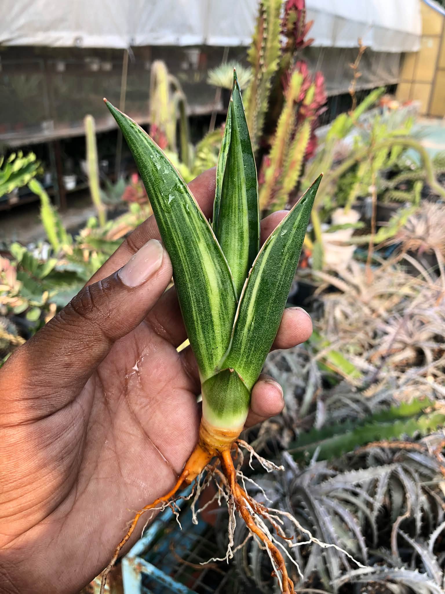 Sansevieria LUNA VARIEGATED