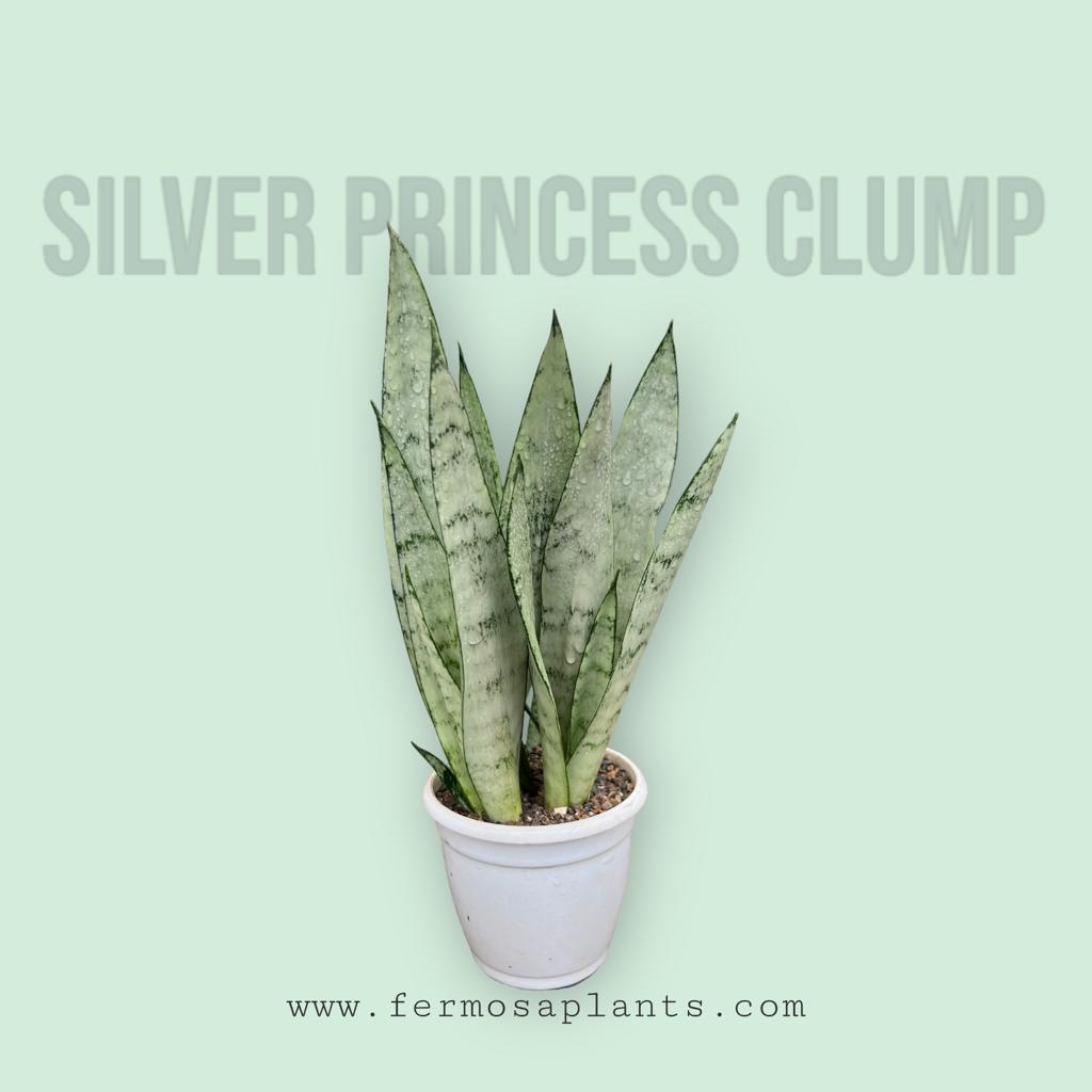 Sansevieria Silver Princess Clump