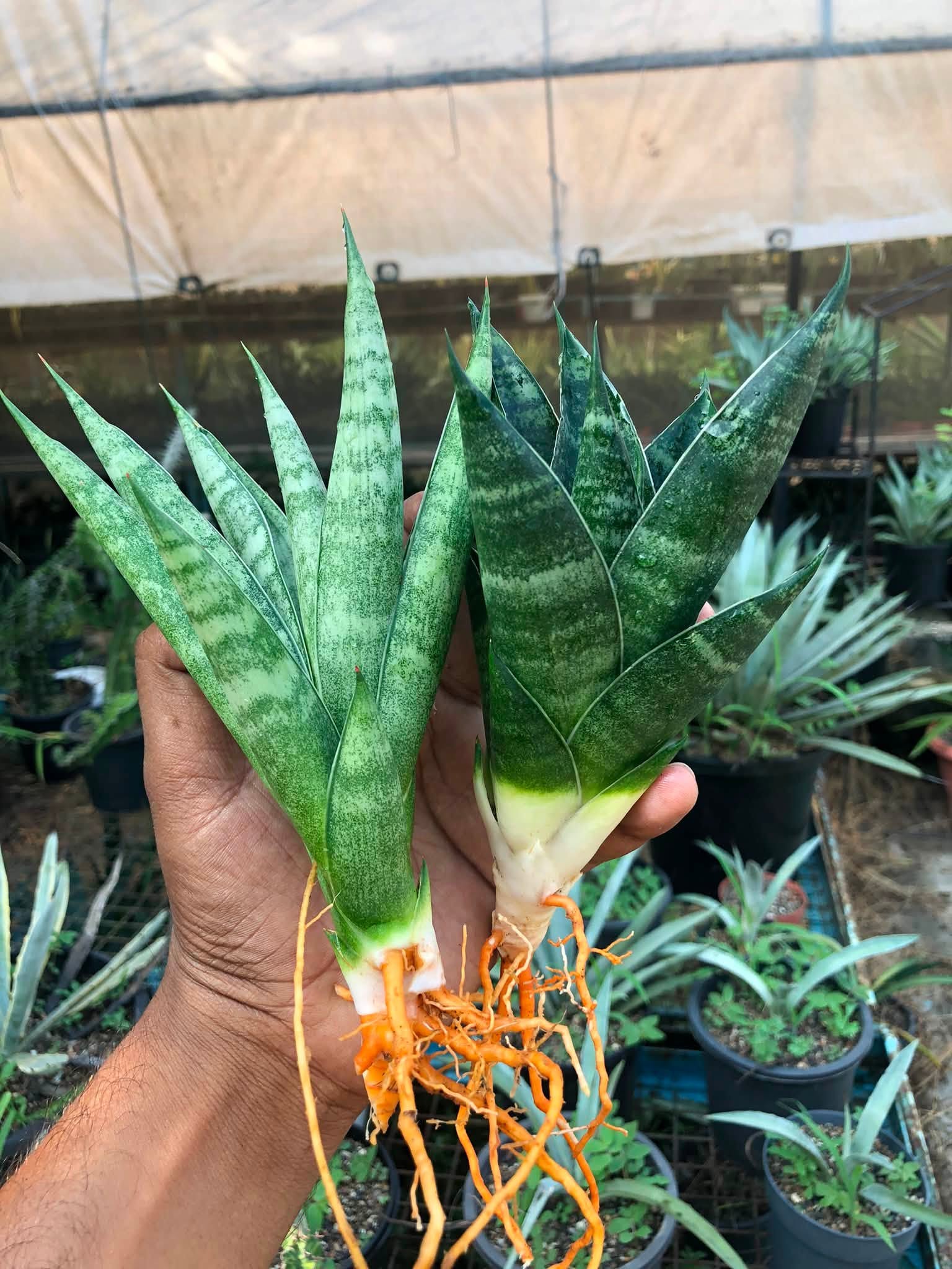 Combo No 24 : Sansevieria PAGODA AND PAGODA BLACK
