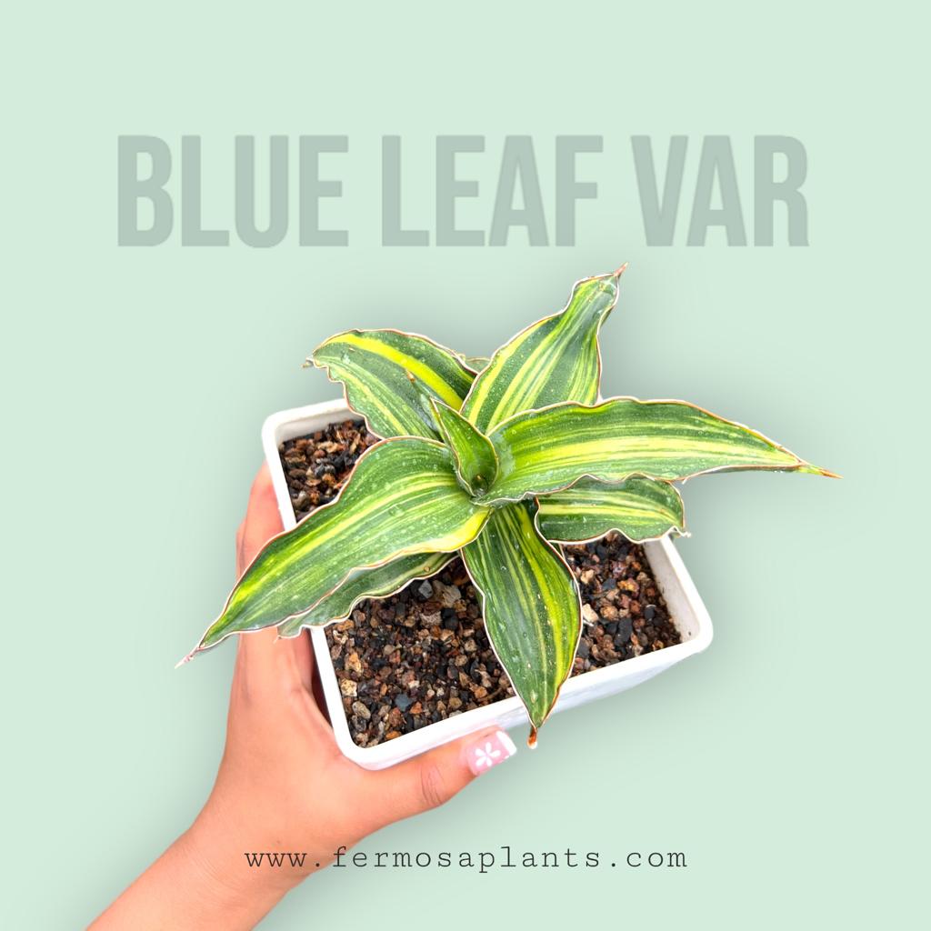 Sansevieria Blue Leaf Variegated (Large)