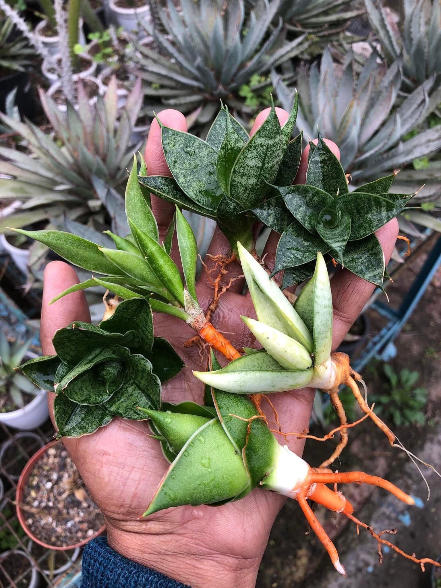 Combo of 6 Beautiful Sansevieria
