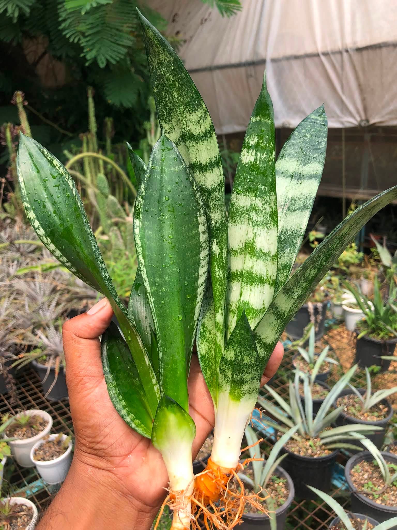 Combo No 20 : SANSEVIERIA COMBO WHITNEY AND FROZEN