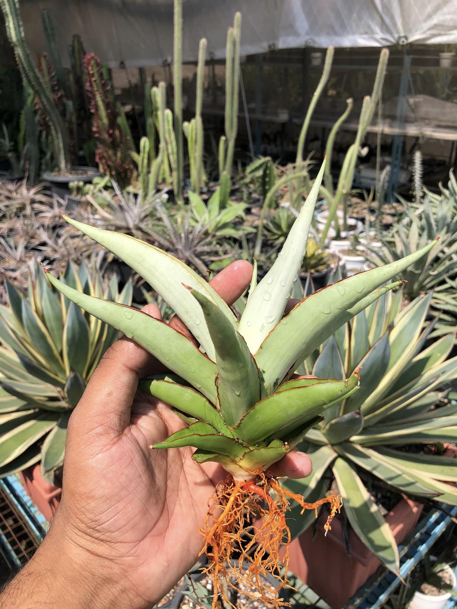 Sansevieria CHAO PHARYA